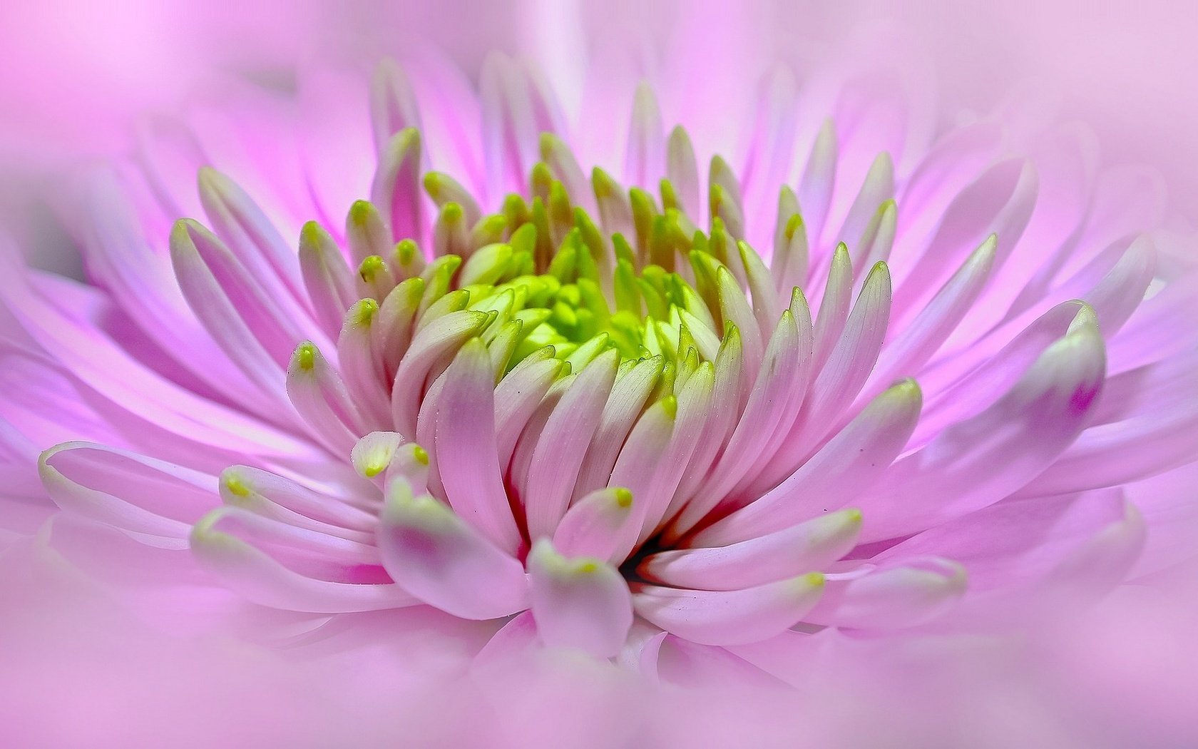 Обои макро, цветок, розовый, георгин, macro, flower, pink, dahlia разрешение 1924x1080 Загрузить