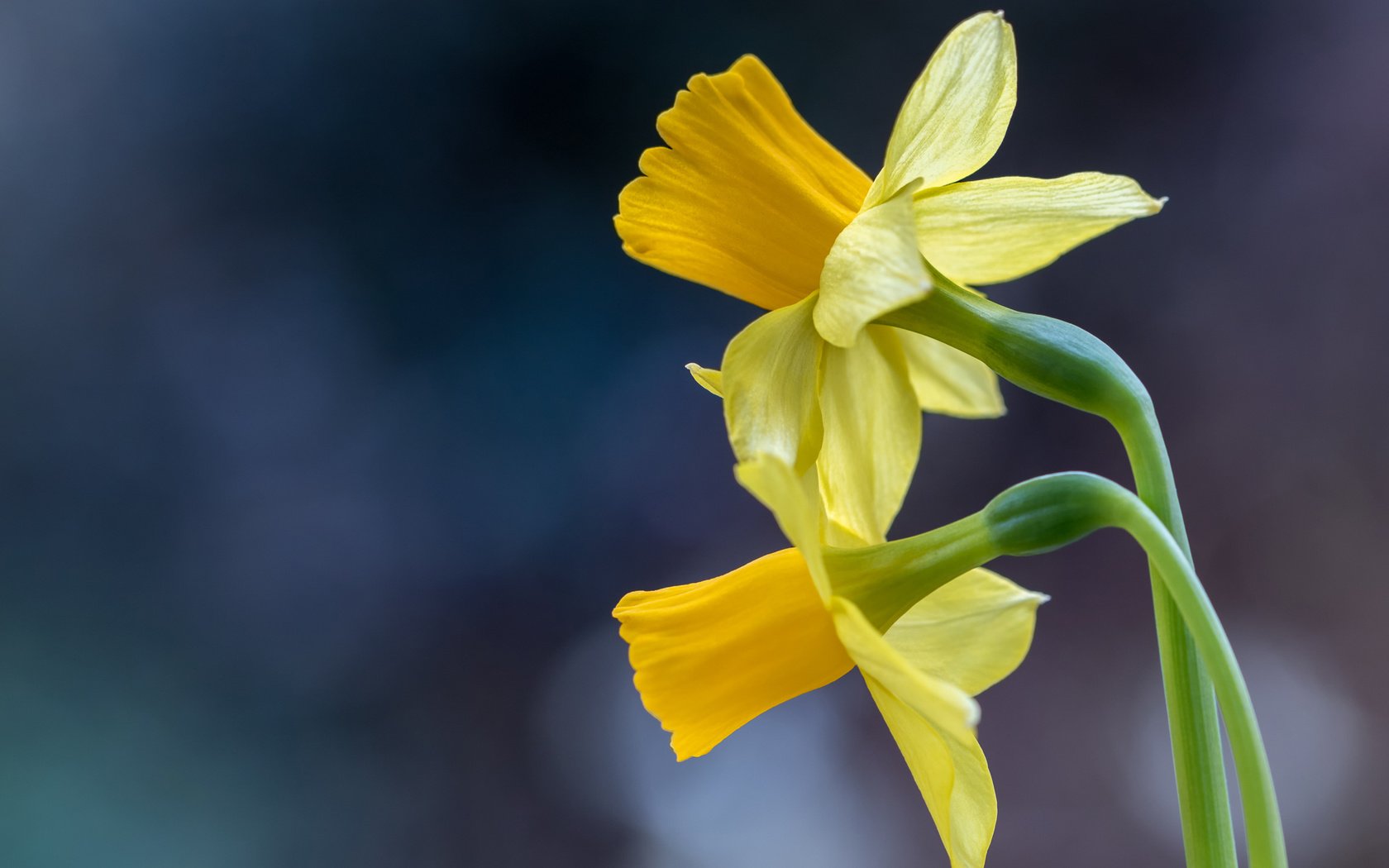 Обои макро, фон, нарциссы, дуэт, macro, background, daffodils, duo разрешение 2048x1365 Загрузить