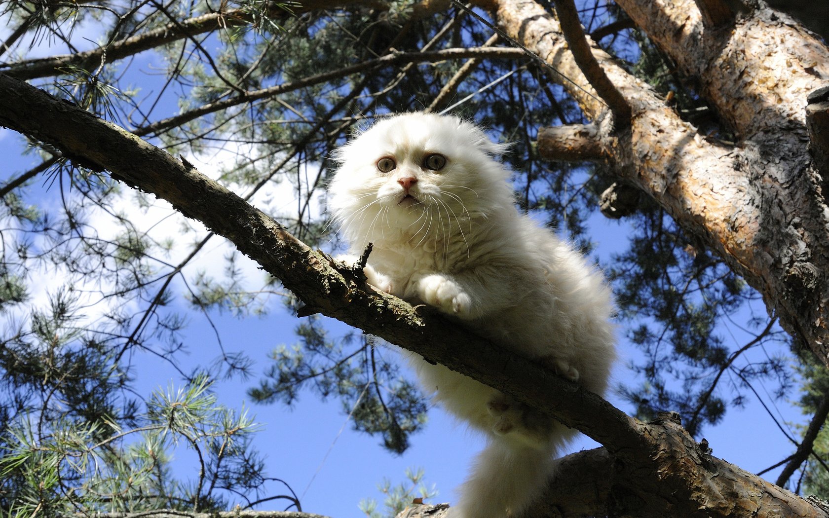 Обои дерево, кошка, белая, на дереве, скоттиш-фолд, шотландская вислоухая кошка, tree, cat, white, on the tree, scottish fold, scottish fold cat разрешение 2560x1714 Загрузить