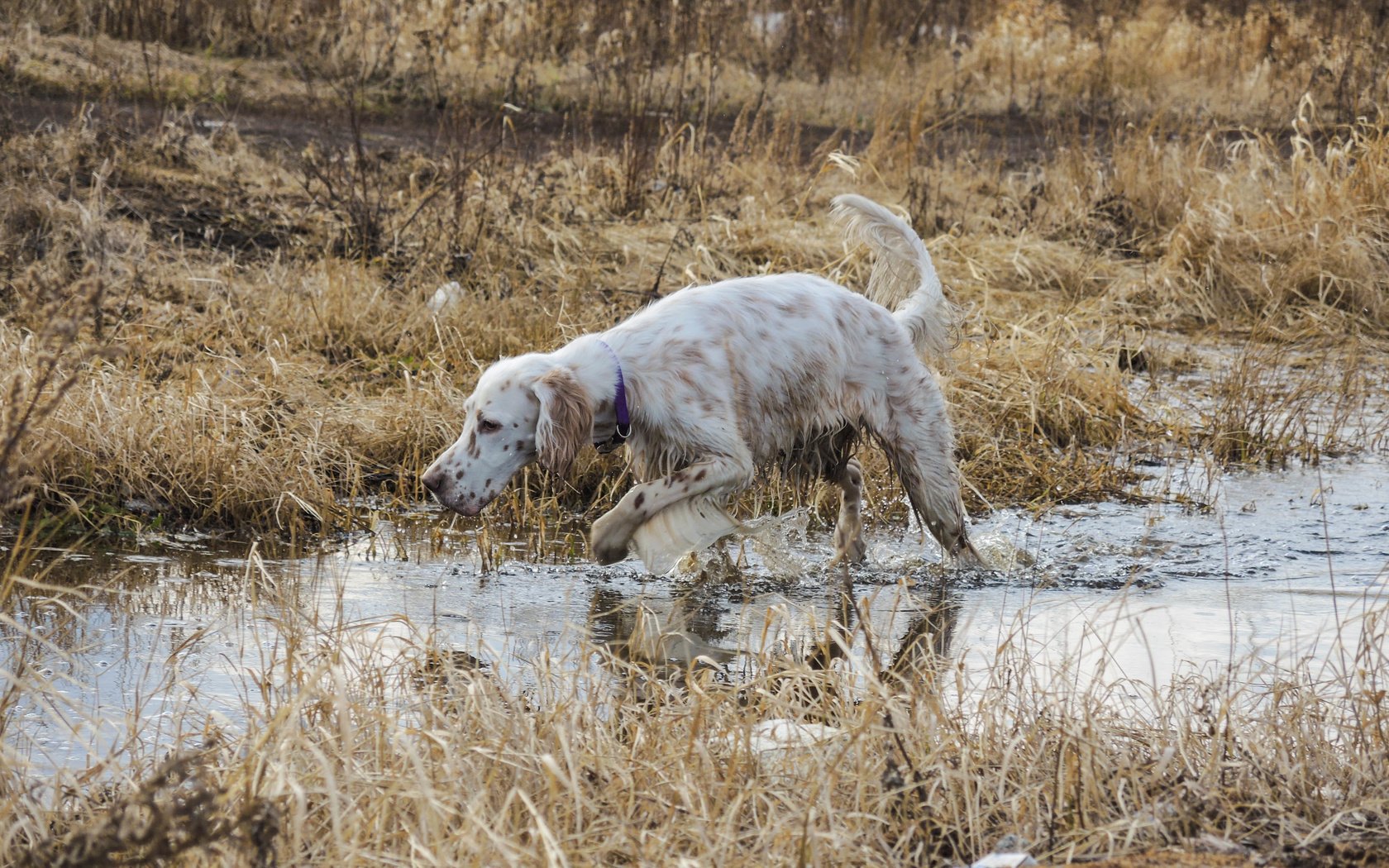 Обои вода, охота, стойка, сеттер, английский сеттер, сухая трава, water, hunting, stand, setter, the english setter, dry grass разрешение 4000x2741 Загрузить