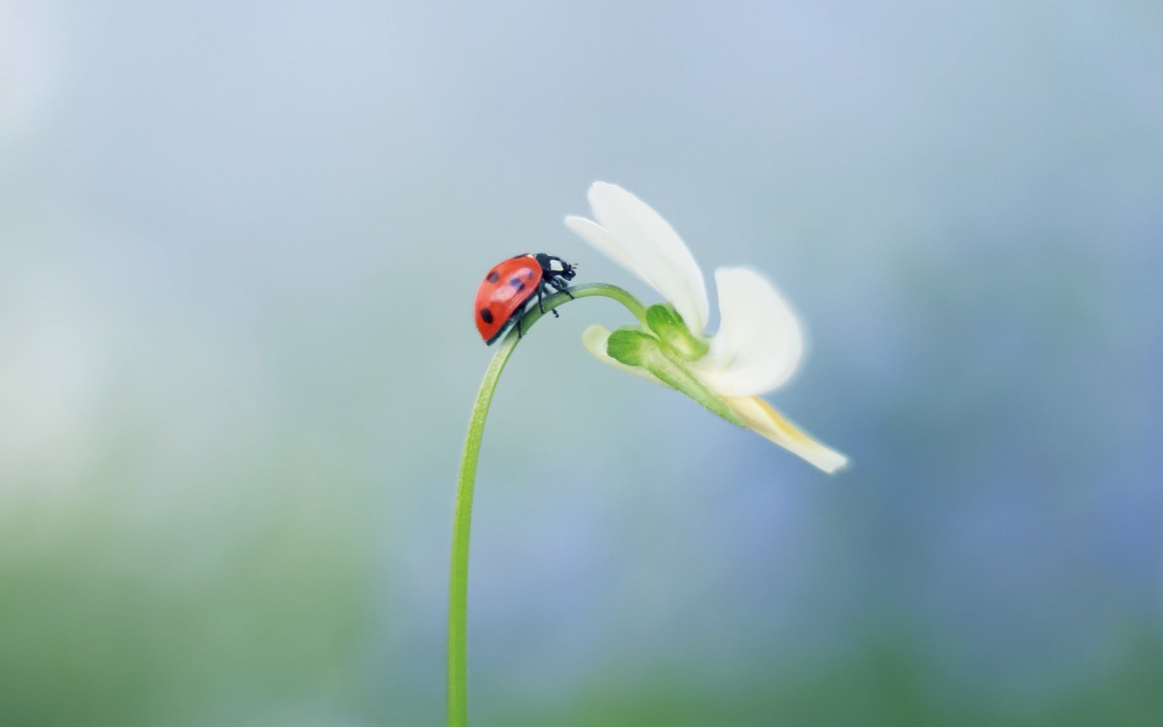 Обои насекомое, цветок, божья коровка, растение, стебель, insect, flower, ladybug, plant, stem разрешение 4294x2595 Загрузить