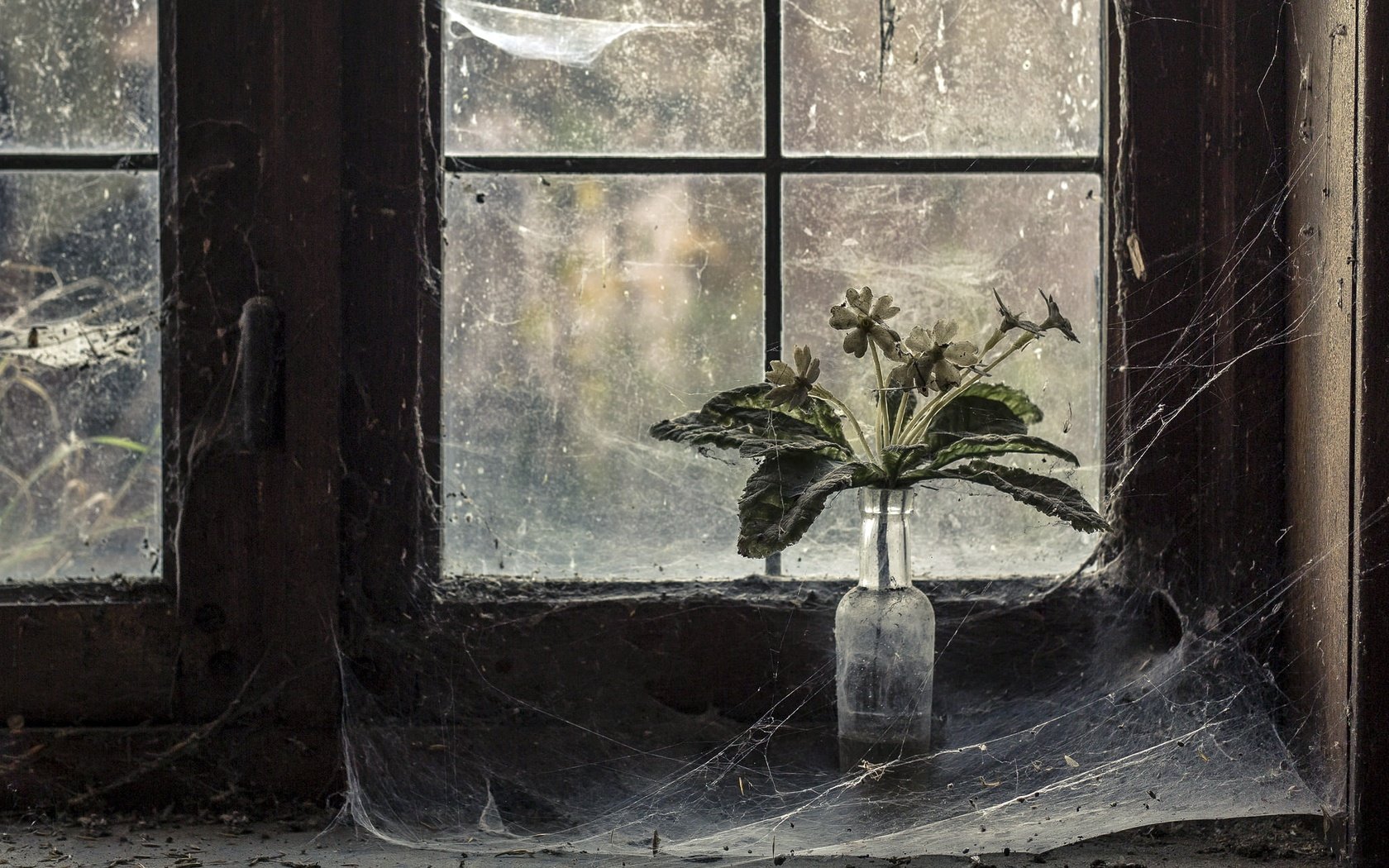 Обои цветы, окно, паутина, flowers, window, web разрешение 2047x1313 Загрузить