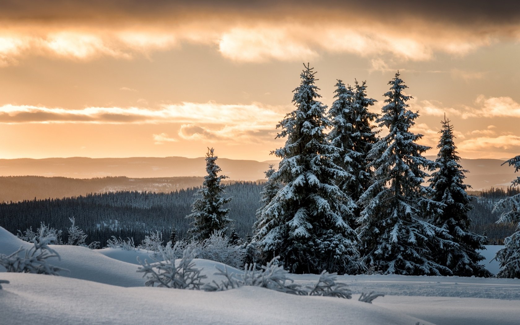 Обои снег, лес, зима, ели, норвегия, лиллехаммер, snow, forest, winter, ate, norway, lillehammer разрешение 2000x1329 Загрузить
