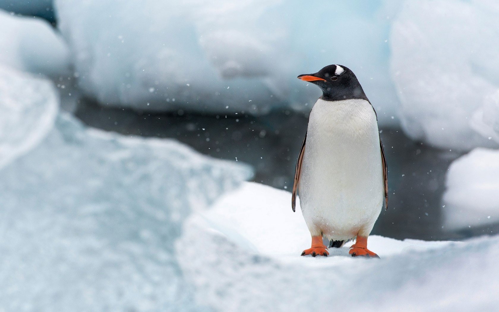 Обои снег, природа, лёд, птица, клюв, остров, пингвин, антарктида, snow, nature, ice, bird, beak, island, penguin, antarctica разрешение 1920x1200 Загрузить