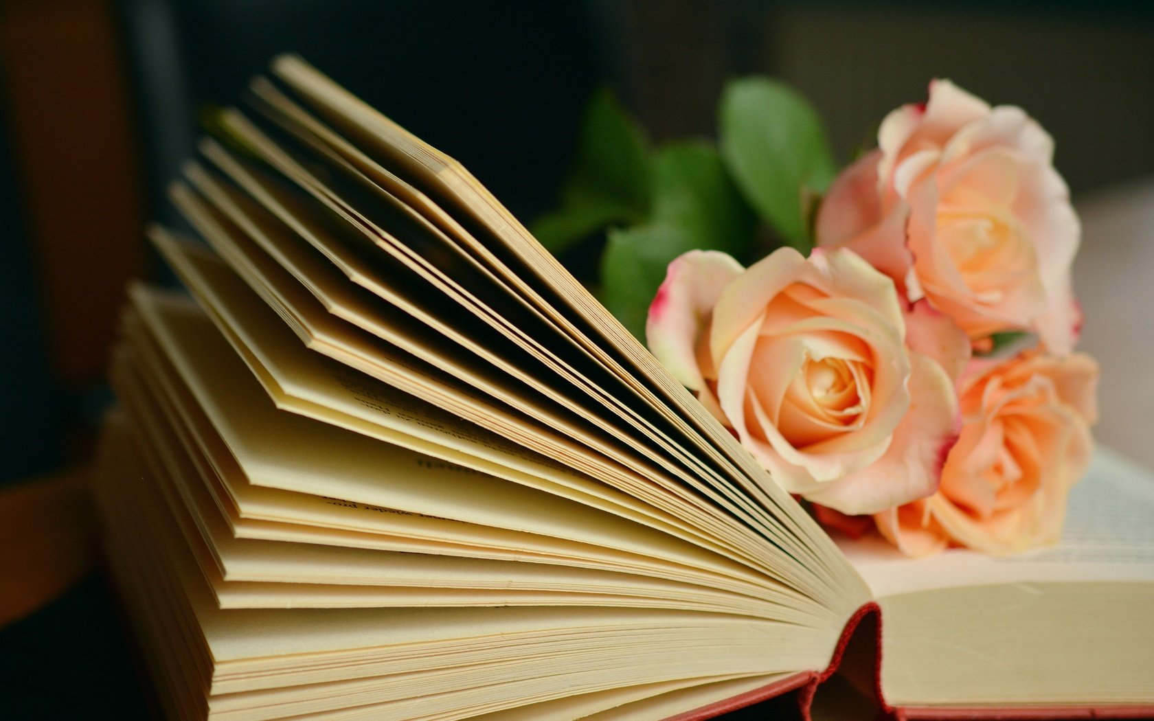 Обои цветы, розы, книга, страницы, flowers, roses, book, page разрешение 6000x3781 Загрузить