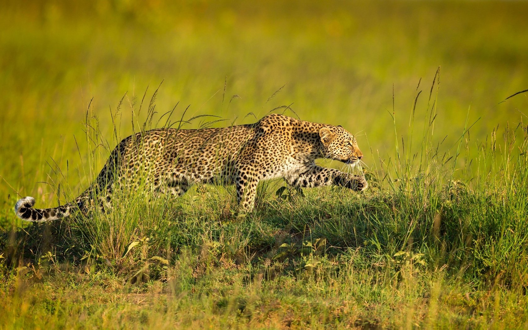 Обои леопард, хищник, крадётся, leopard, predator, sneaks разрешение 1979x1233 Загрузить