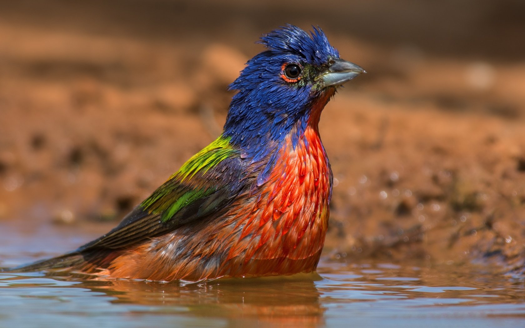 Обои вода, птицы, кардинал, купается, расписной овсянковый кардинал, water, birds, cardinal, bathed, painted sancopy cardinal разрешение 3266x2134 Загрузить