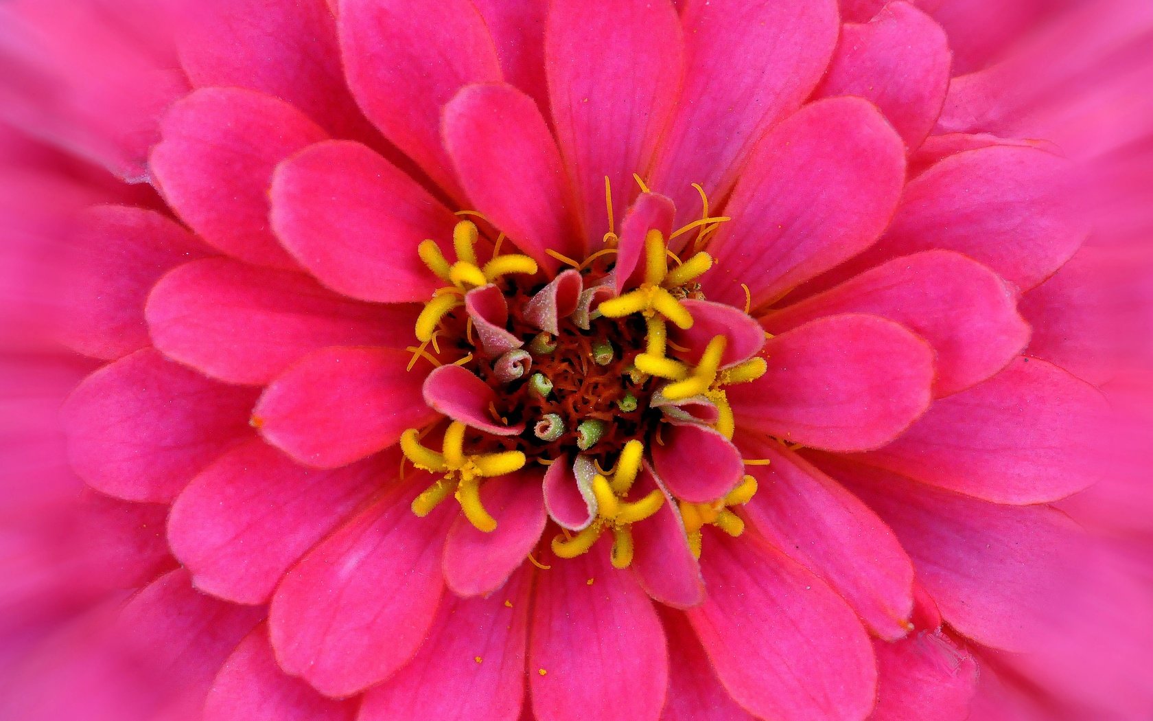 Обои макро, цветок, лепестки, розовый, цинния, macro, flower, petals, pink, zinnia разрешение 2880x1861 Загрузить