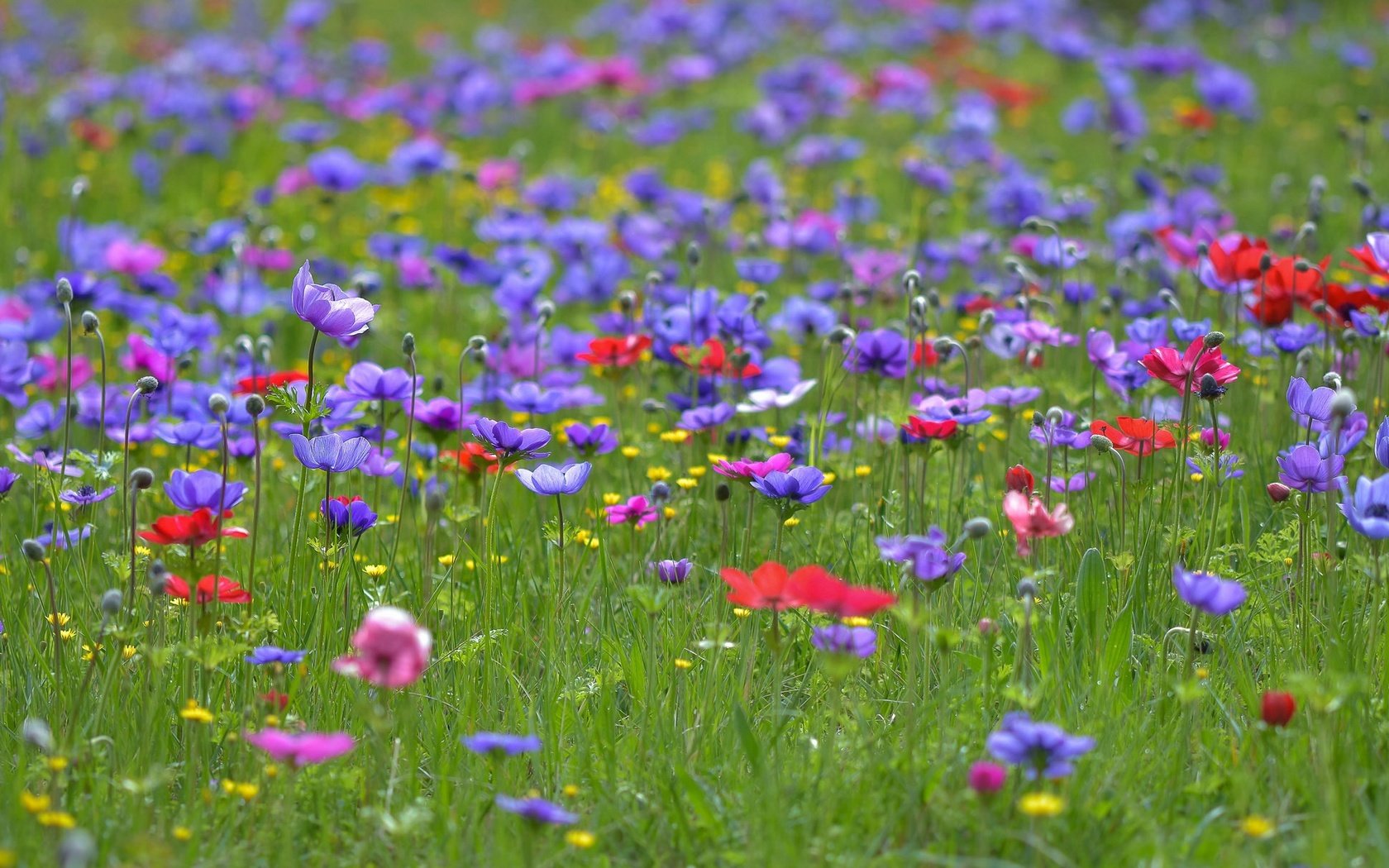 Обои цветы, трава, поле, лето, полевые цветы, анемоны, flowers, grass, field, summer, wildflowers, anemones разрешение 2048x1208 Загрузить