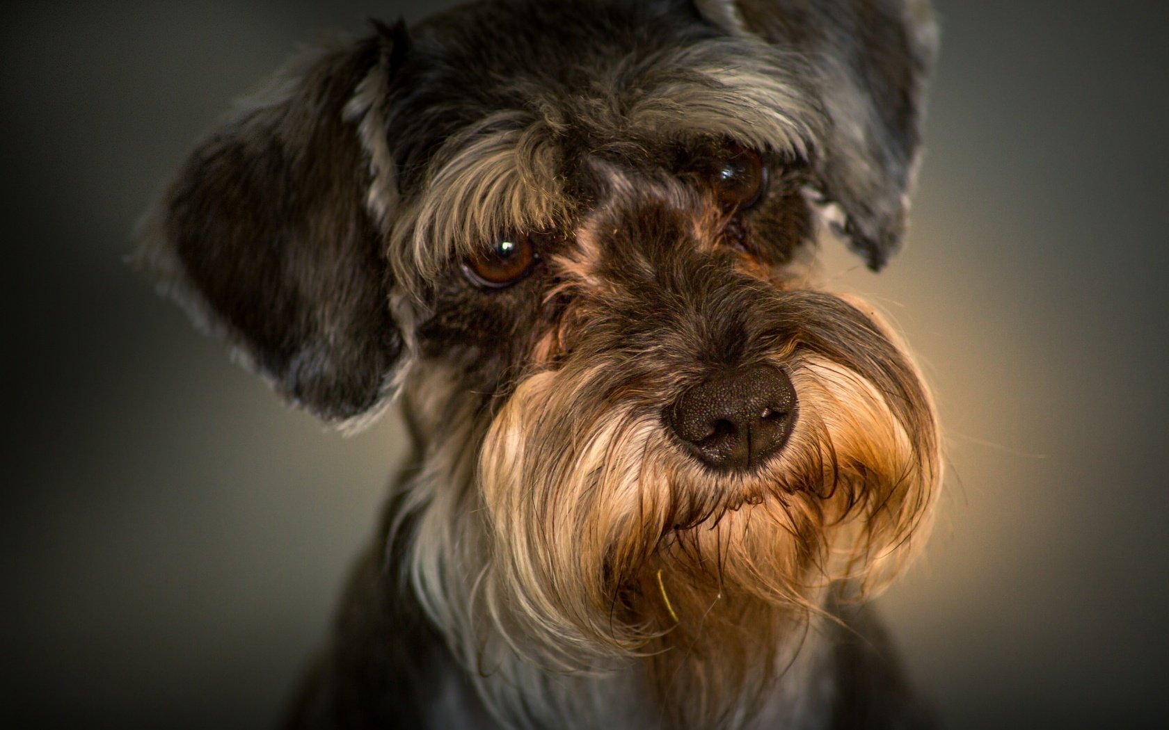 Обои портрет, взгляд, собака, мордашка, цвергшнауцер, portrait, look, dog, face, the miniature schnauzer разрешение 2048x1365 Загрузить