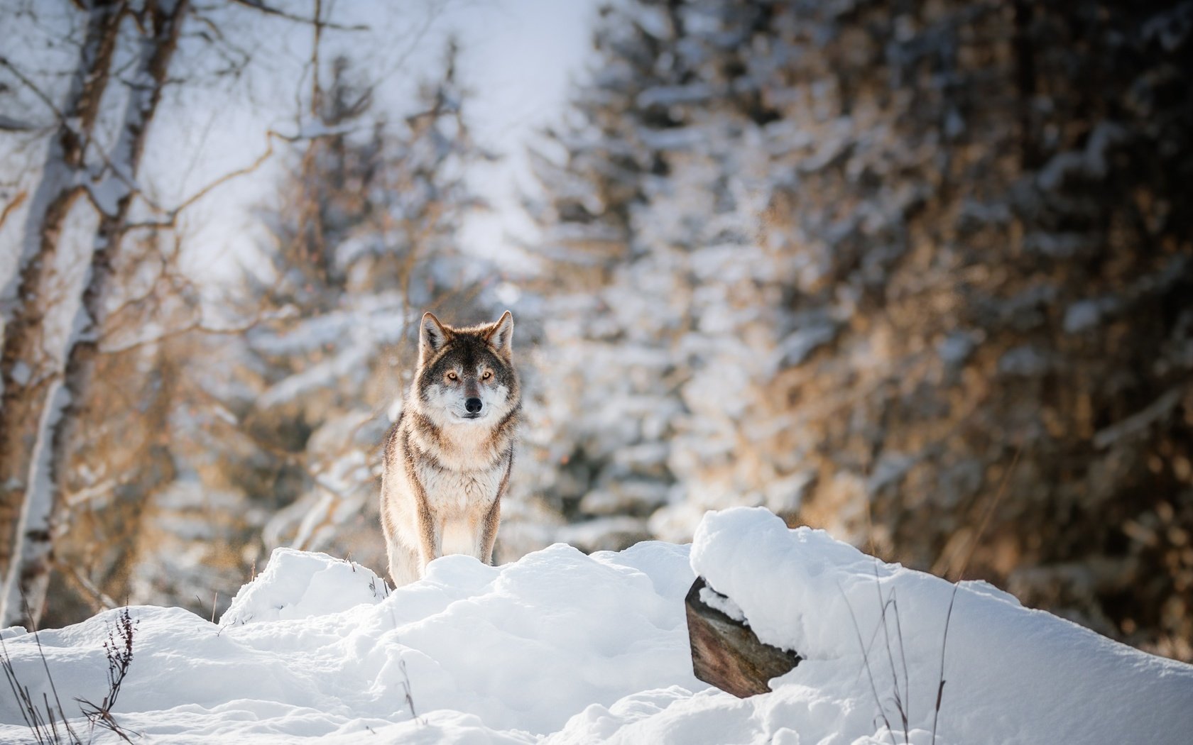 Обои глаза, морда, деревья, снег, лес, зима, взгляд, волк, eyes, face, trees, snow, forest, winter, look, wolf разрешение 1920x1100 Загрузить