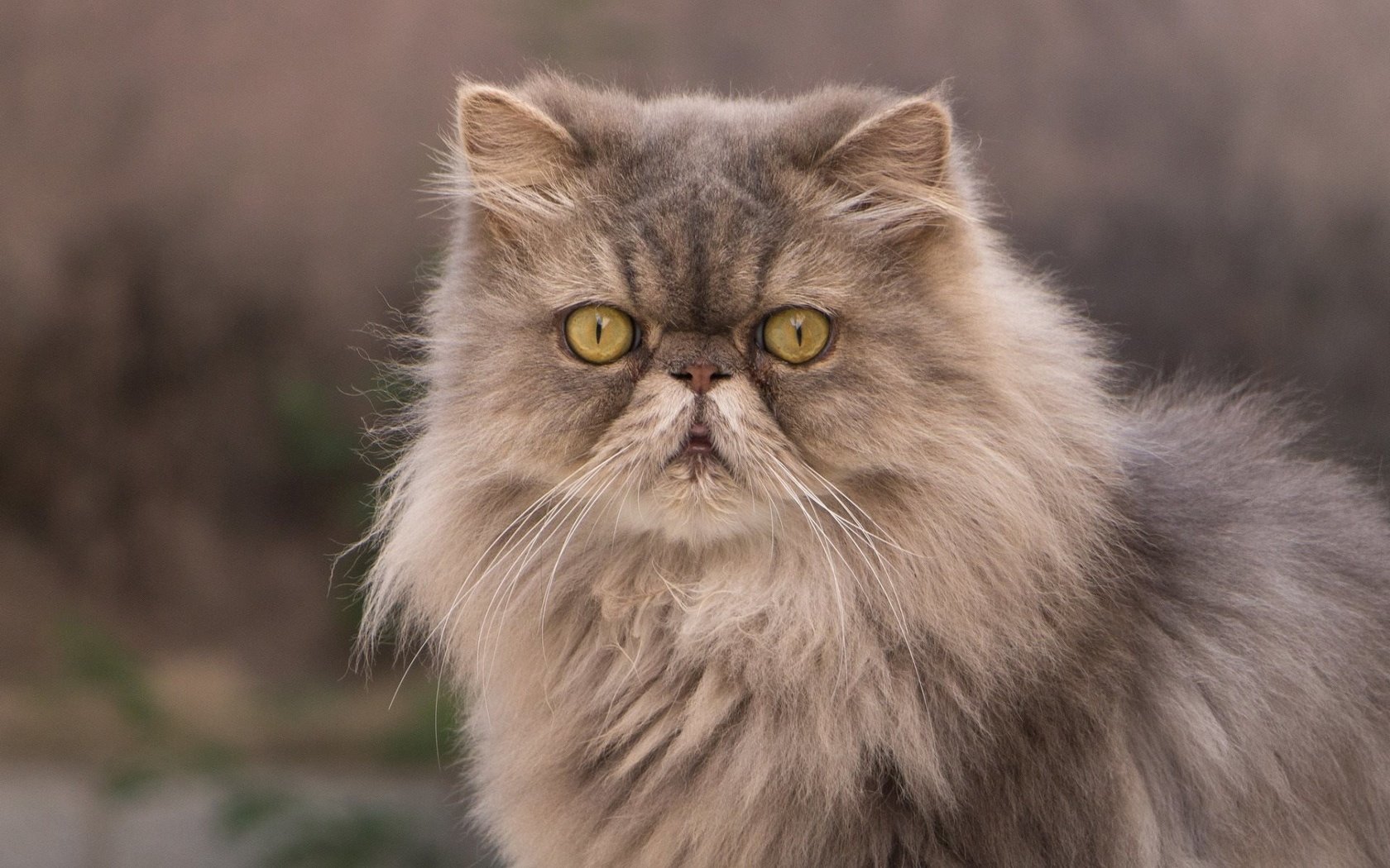 Обои глаза, кот, мордочка, взгляд, пушистый, персидская кошка, eyes, cat, muzzle, look, fluffy, persian cat разрешение 1920x1200 Загрузить