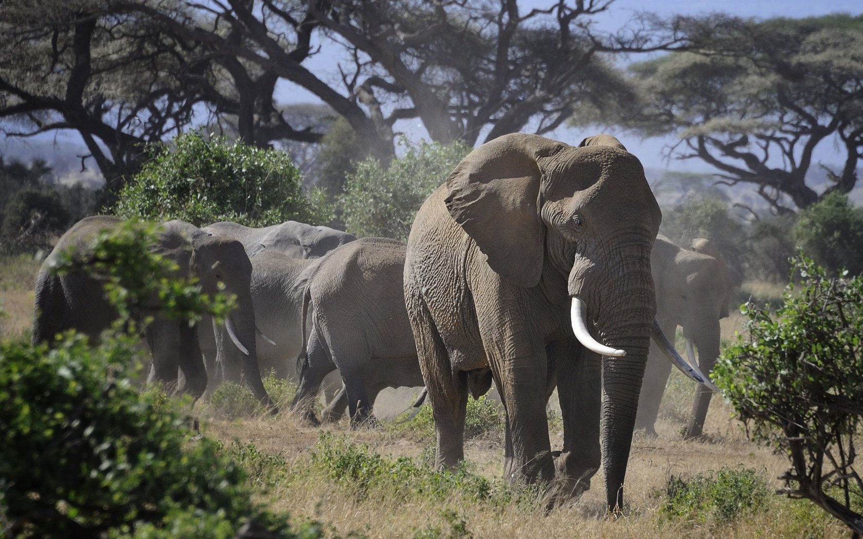 Обои природа, слон, африка, слоны, стадо, бивни, nature, elephant, africa, elephants, the herd, tusks разрешение 2580x1600 Загрузить