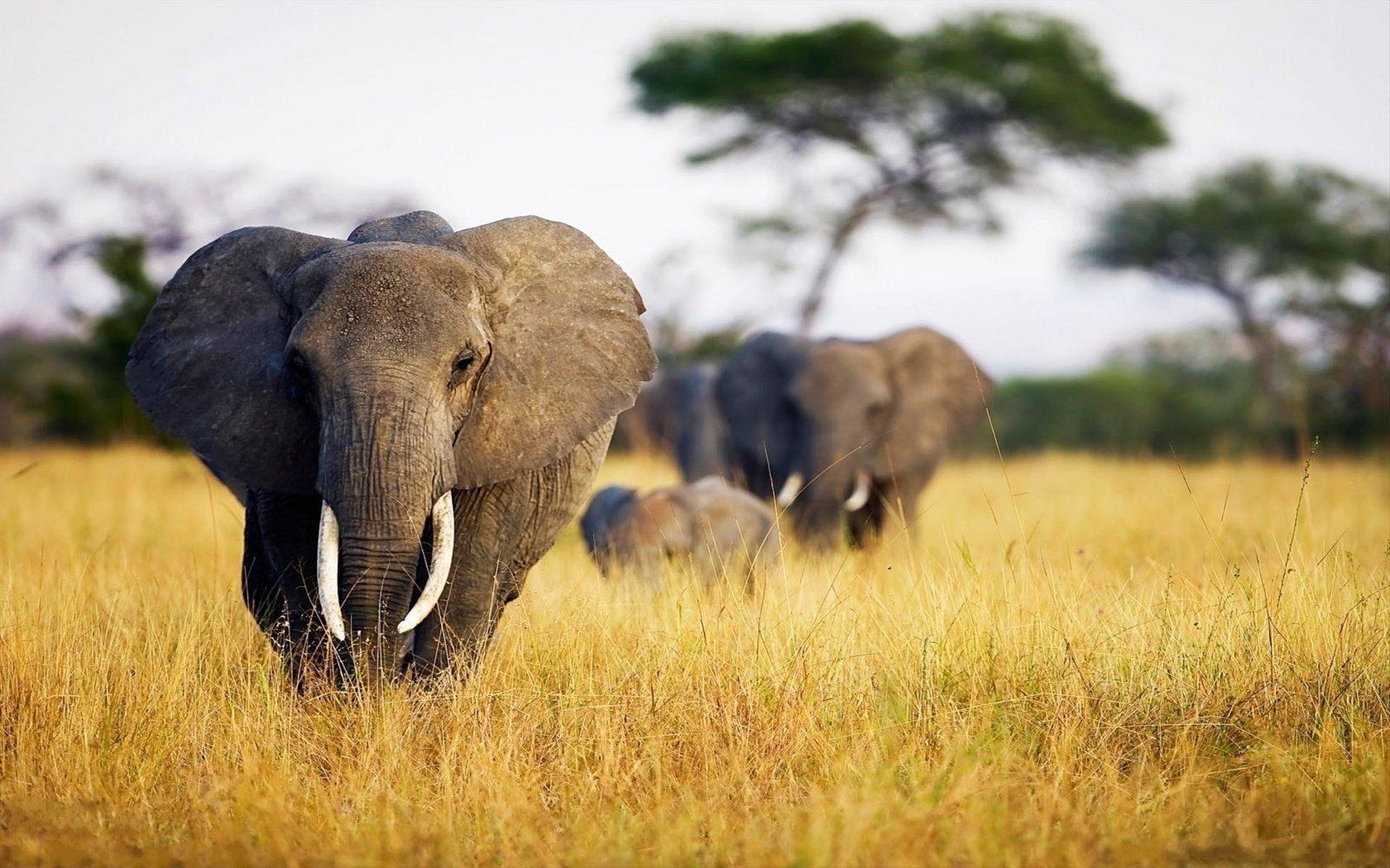 Обои слон, уши, слоны, сухая трава, бивни, elephant, ears, elephants, dry grass, tusks разрешение 1920x1200 Загрузить