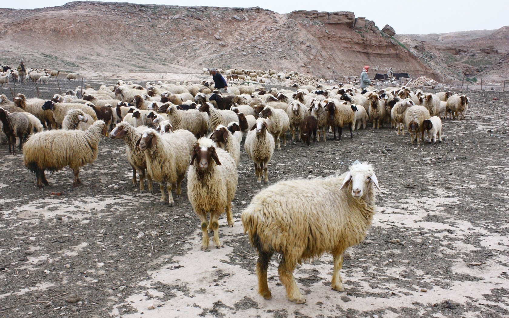 Обои природа, пастбище, овцы, пастух, овца, отара, nature, pasture, sheep, shepherd разрешение 4272x2848 Загрузить