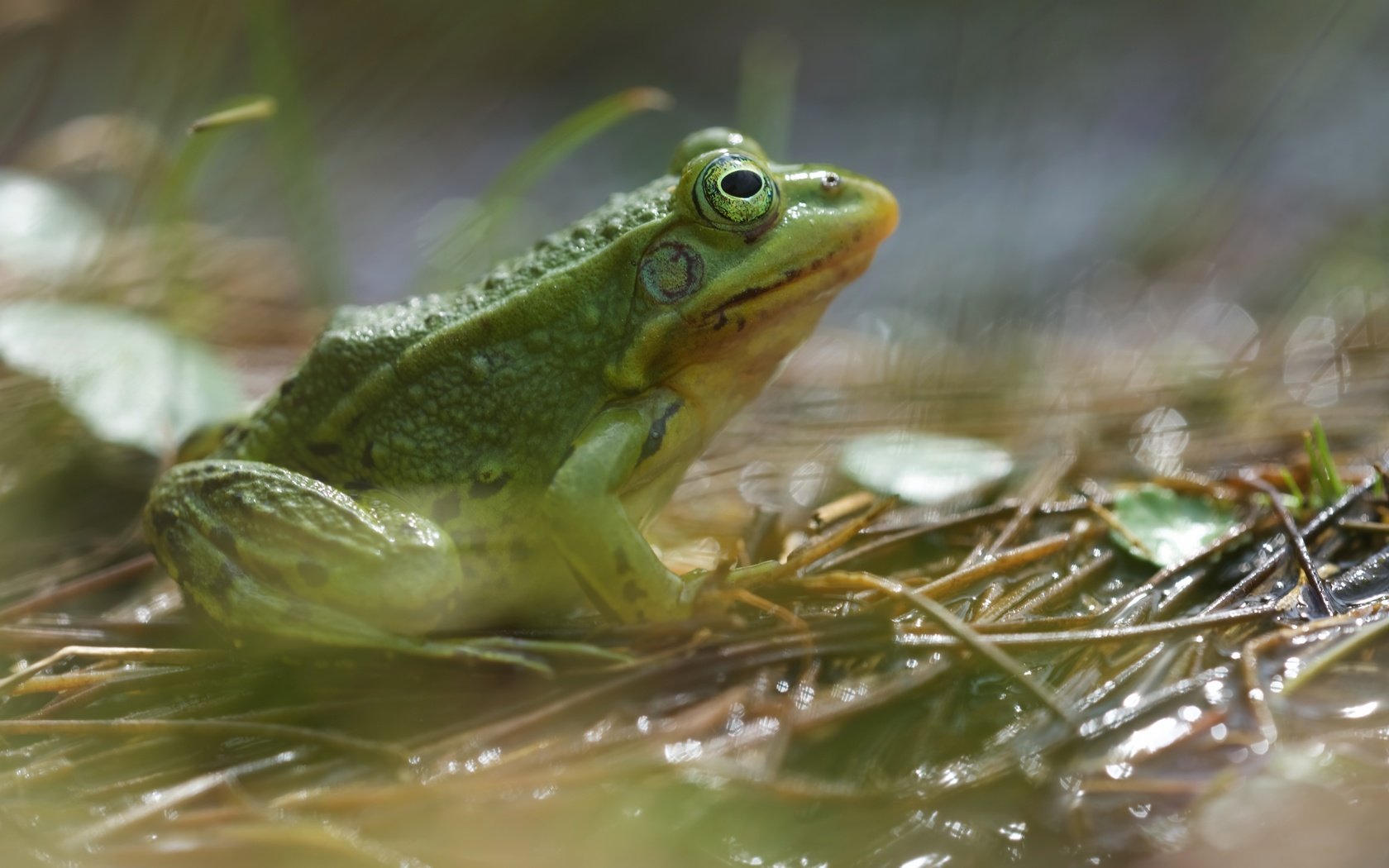 Обои фон, лягушка, животное, земноводное, background, frog, animal, amphibian разрешение 6016x3678 Загрузить