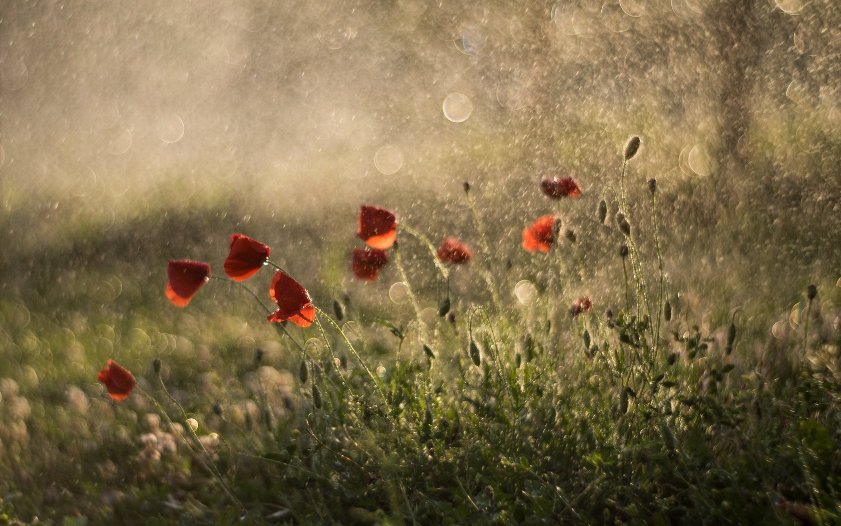 Обои красные, маки, дождь, боке,  цветы, летнее, red, maki, rain, bokeh, flowers, summer разрешение 4998x3332 Загрузить