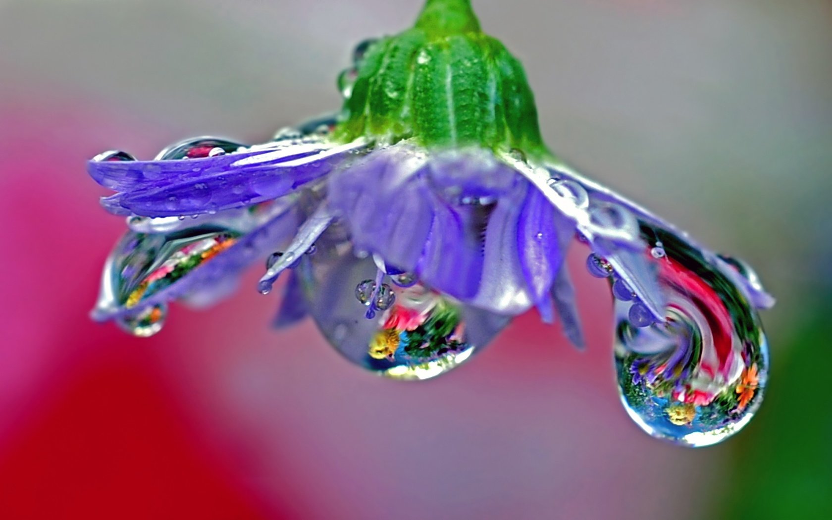 Обои макро, отражение, цветок, роса, лепестки, голубой, macro, reflection, flower, rosa, petals, blue разрешение 2560x1600 Загрузить