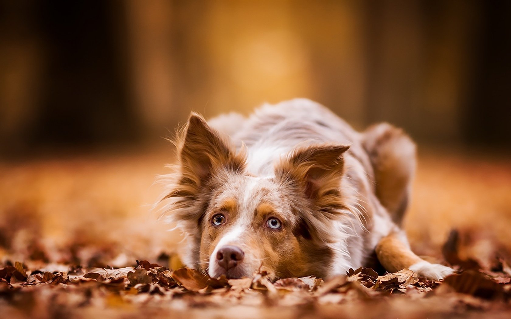 Обои листва, осень, собака, лежит, рыжая, австралийская овчарка, foliage, autumn, dog, lies, red, australian shepherd разрешение 3840x2160 Загрузить