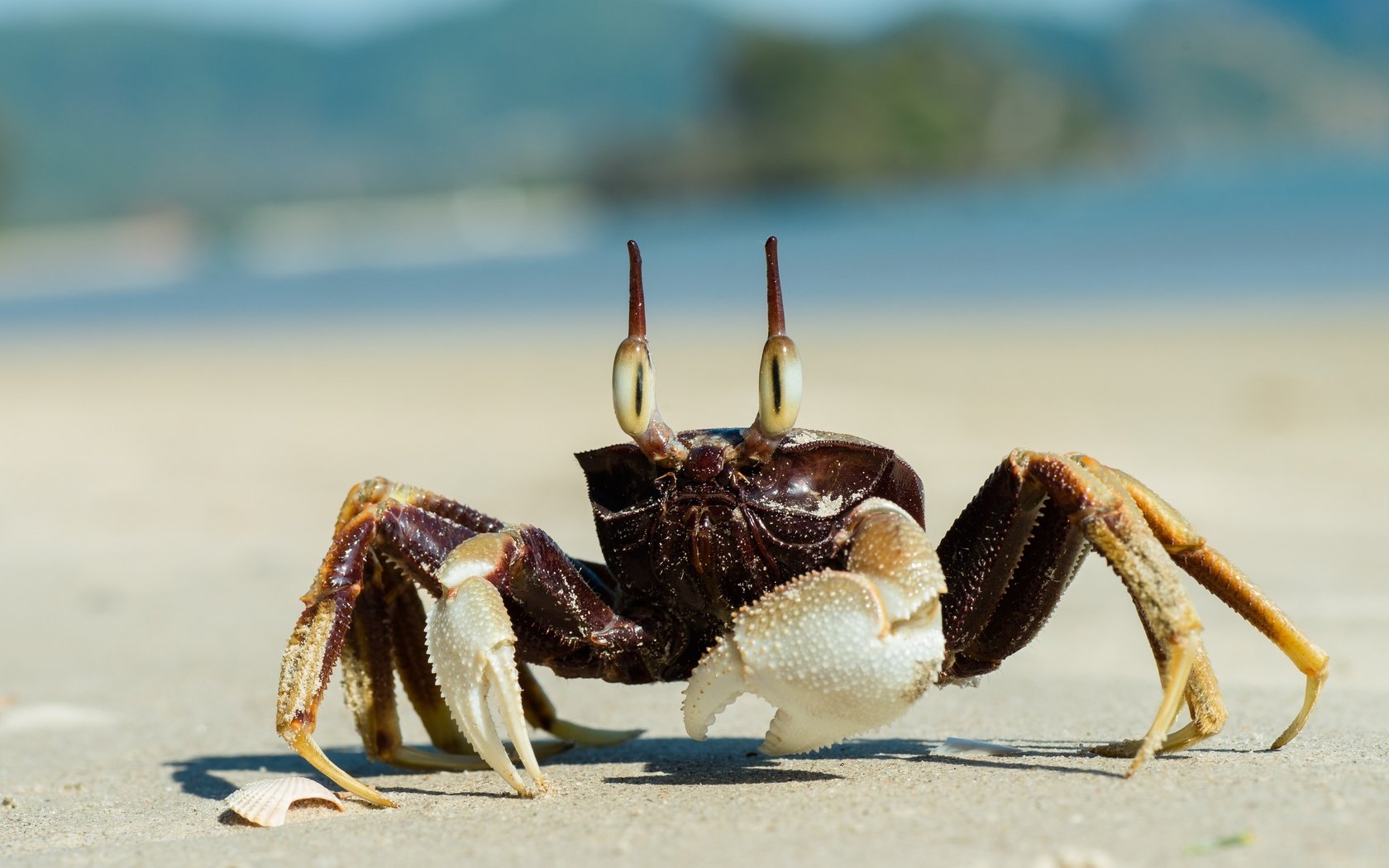 Обои песок, пляж, краб, клешни, sand, beach, crab, claws разрешение 5659x3777 Загрузить