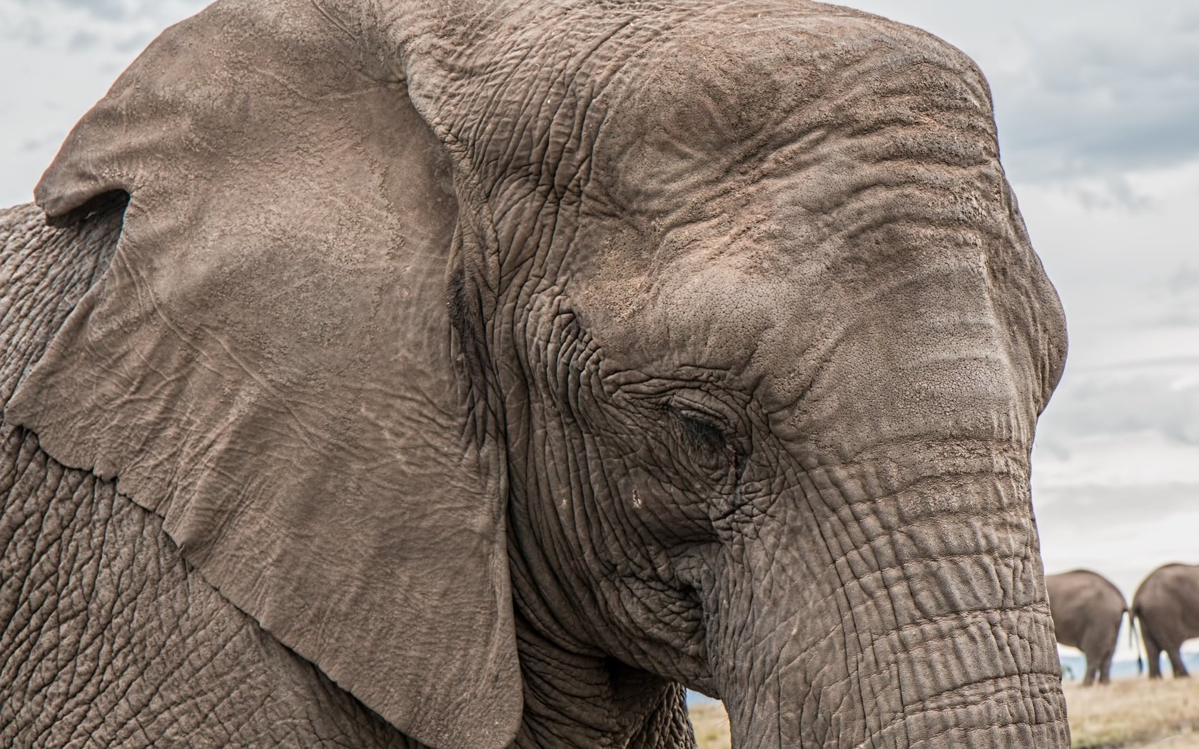 Обои слон, уши, слоны, хобот, elephant, ears, elephants, trunk разрешение 5472x3648 Загрузить