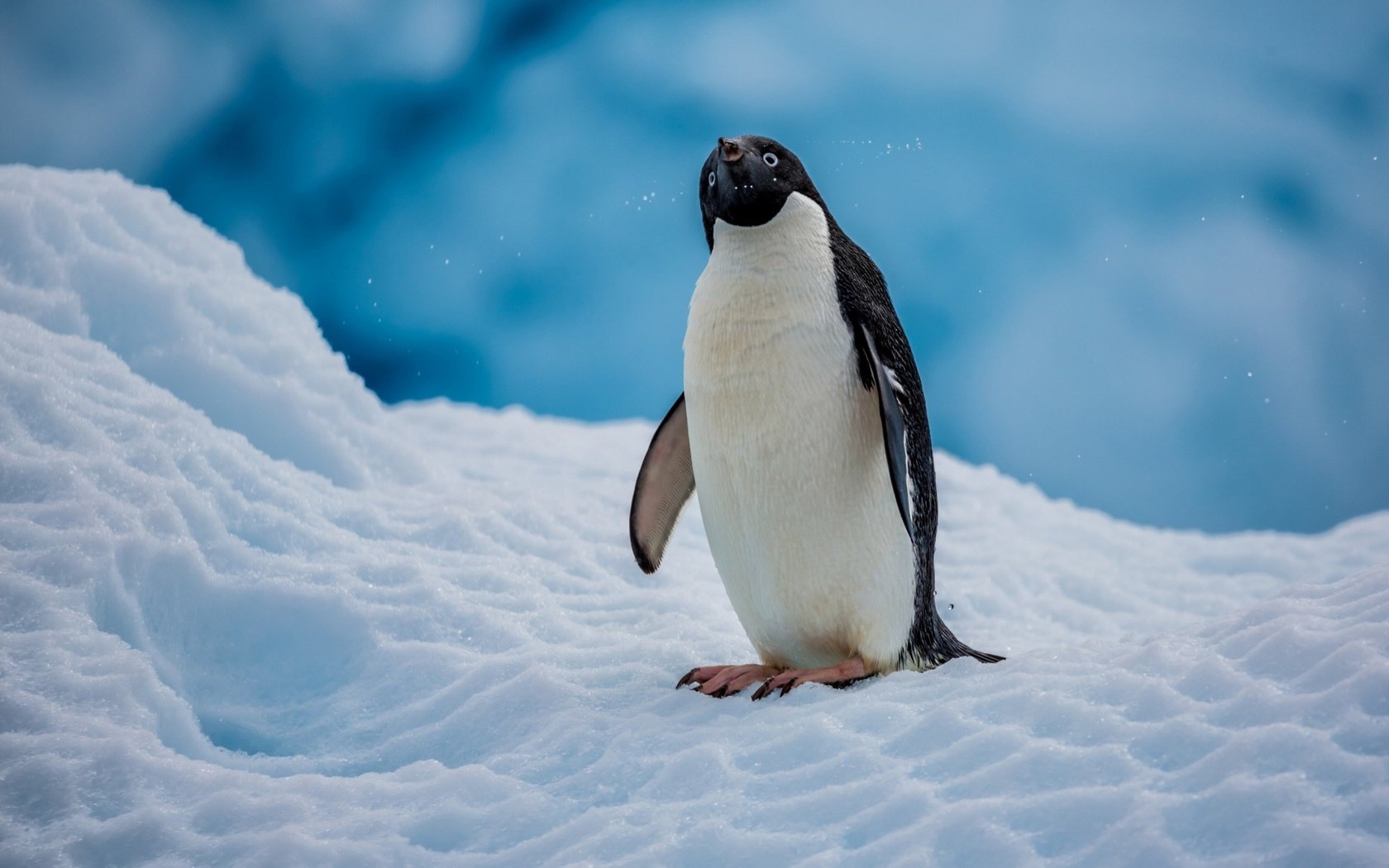 Обои снег, птица, пингвин, антарктида, пингвин адели, snow, bird, penguin, antarctica, penguin adelie разрешение 2560x1600 Загрузить