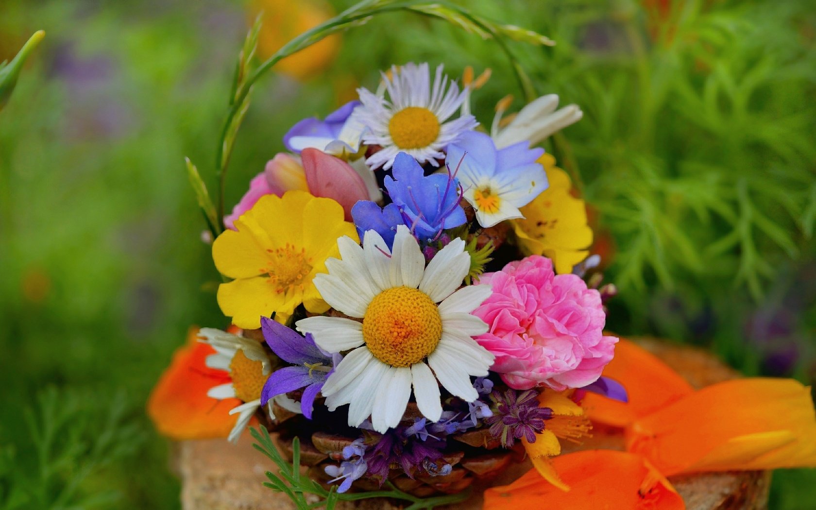 Обои цветы, ромашки, букет, полевые цветы, flowers, chamomile, bouquet, wildflowers разрешение 3000x1878 Загрузить
