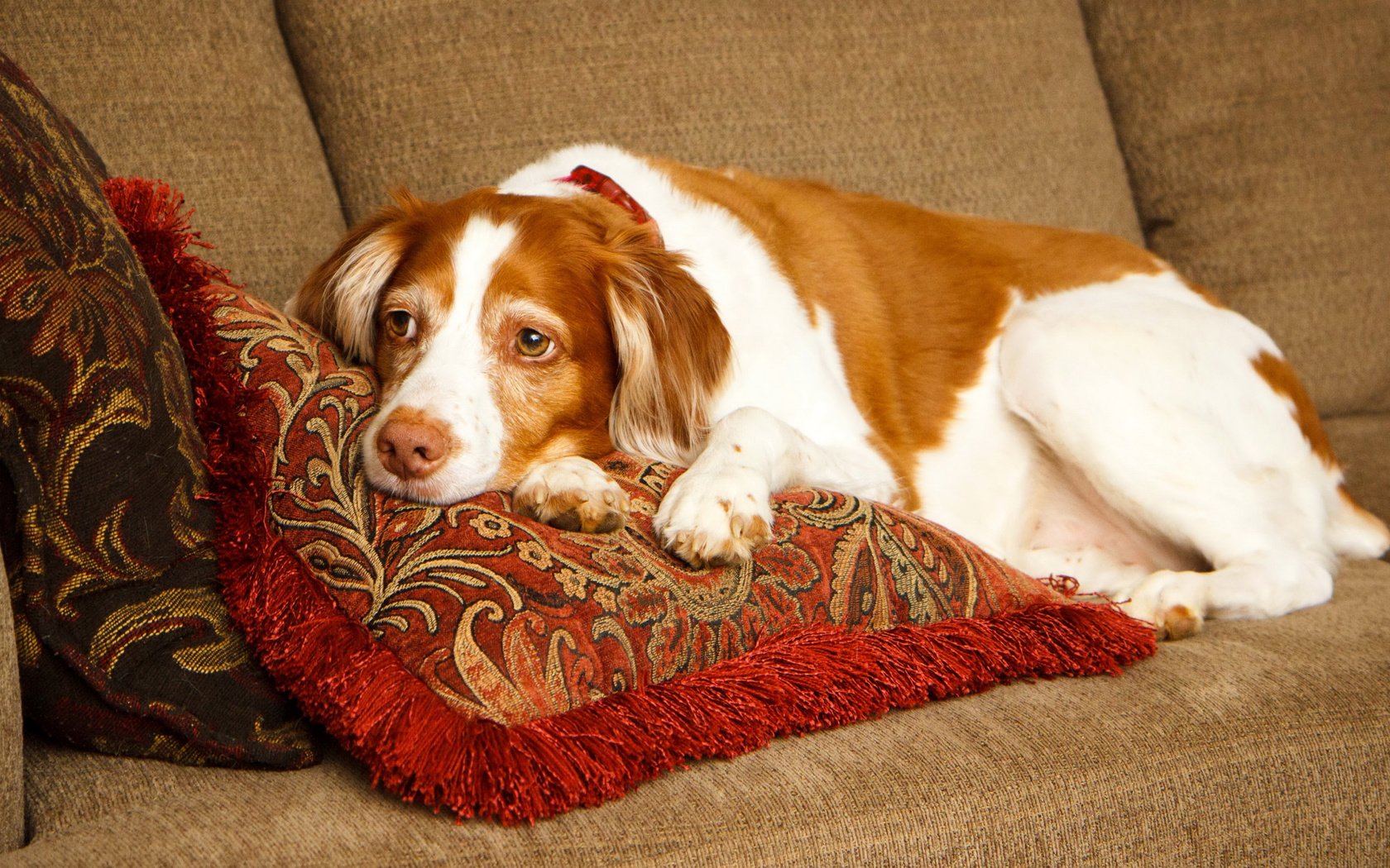 Обои подушки, грусть, собака, лежит, спаниель, бретонский эпаньоль, эпаньоль, pillow, sadness, dog, lies, spaniel, the brittany разрешение 3840x2160 Загрузить