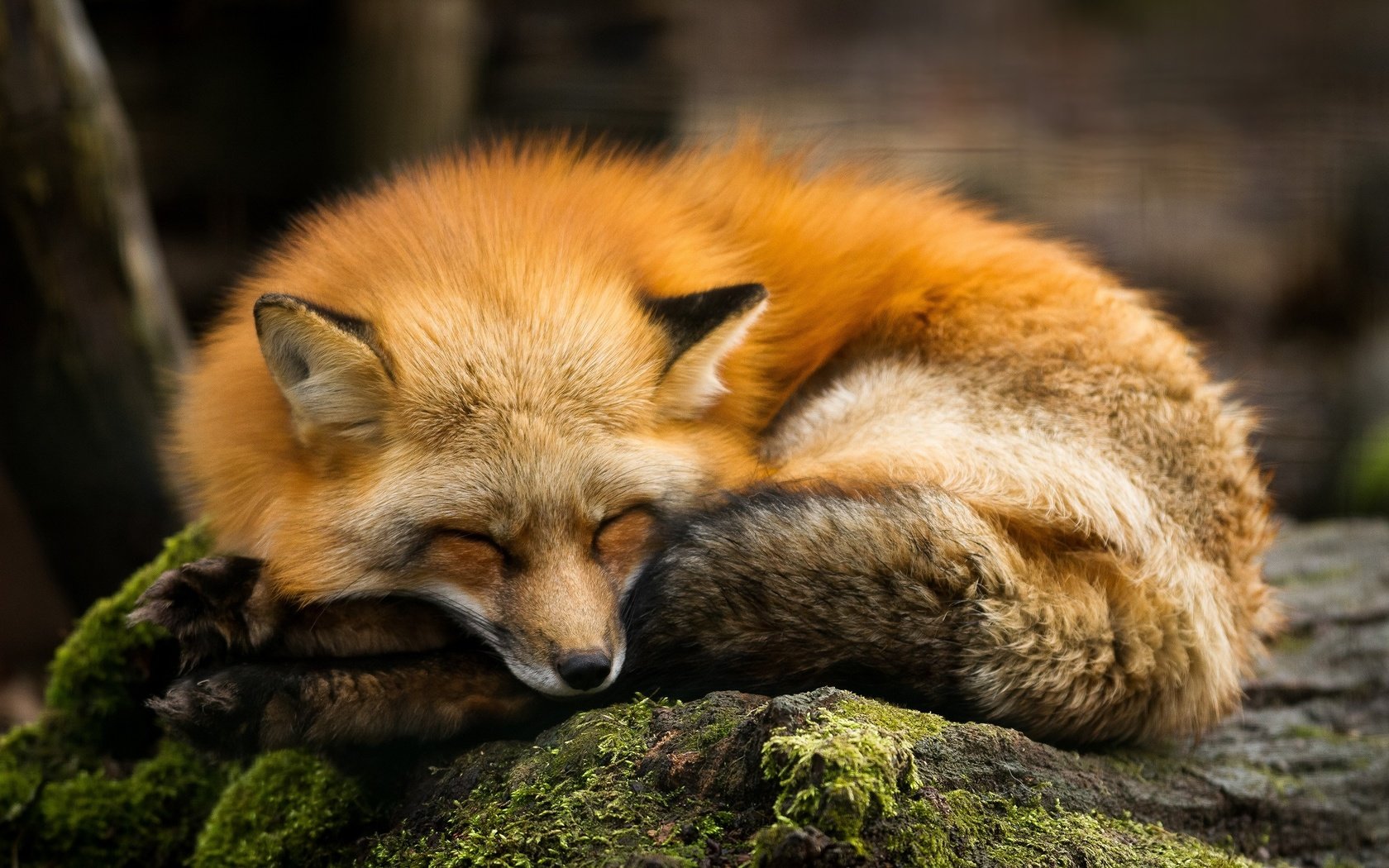 Обои спит, рыжая, лиса, хищник, камень, мох, лисица, sleeping, red, fox, predator, stone, moss разрешение 2560x1600 Загрузить