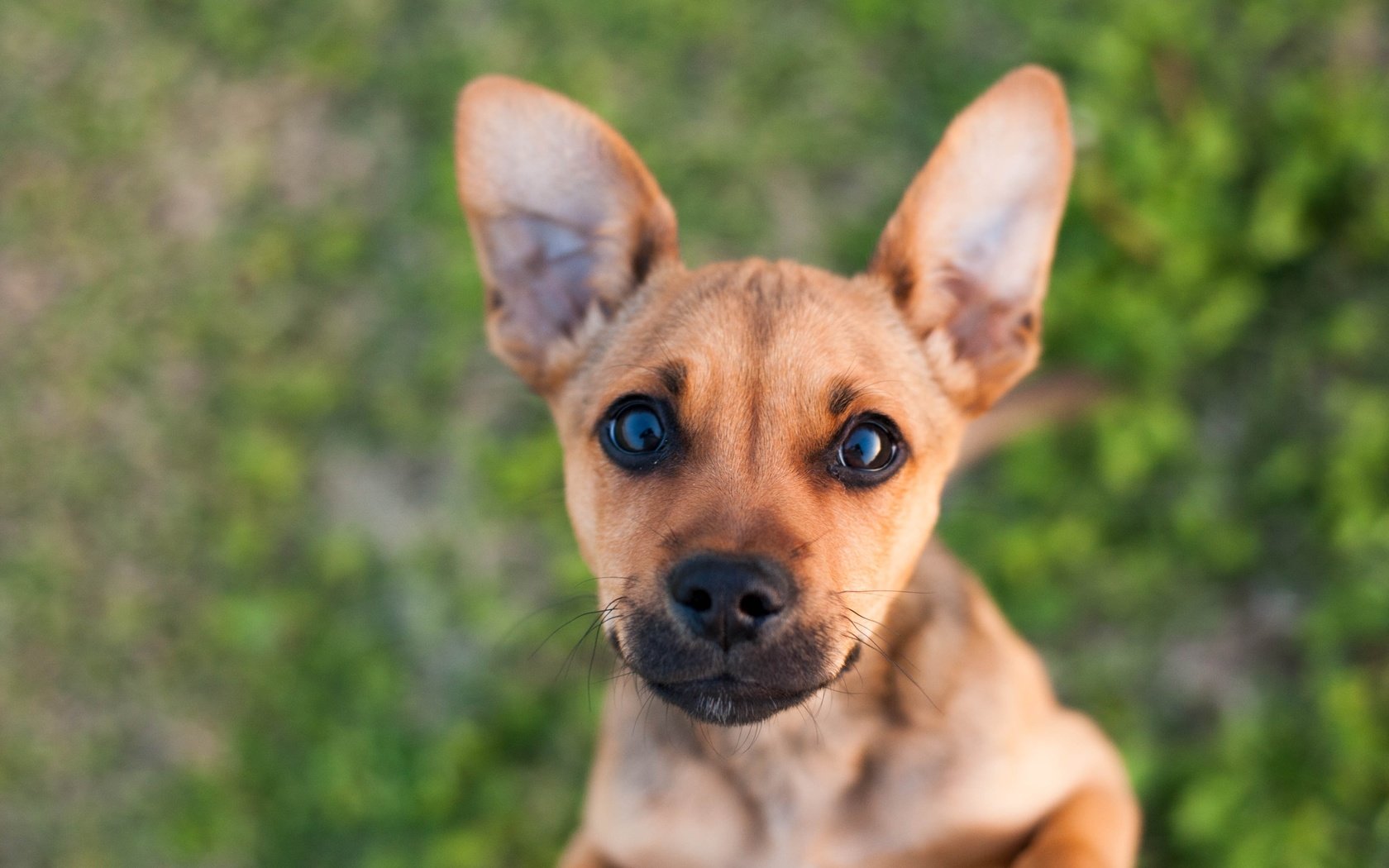 Обои глаза, мордочка, взгляд, собака, щенок, eyes, muzzle, look, dog, puppy разрешение 3888x2592 Загрузить