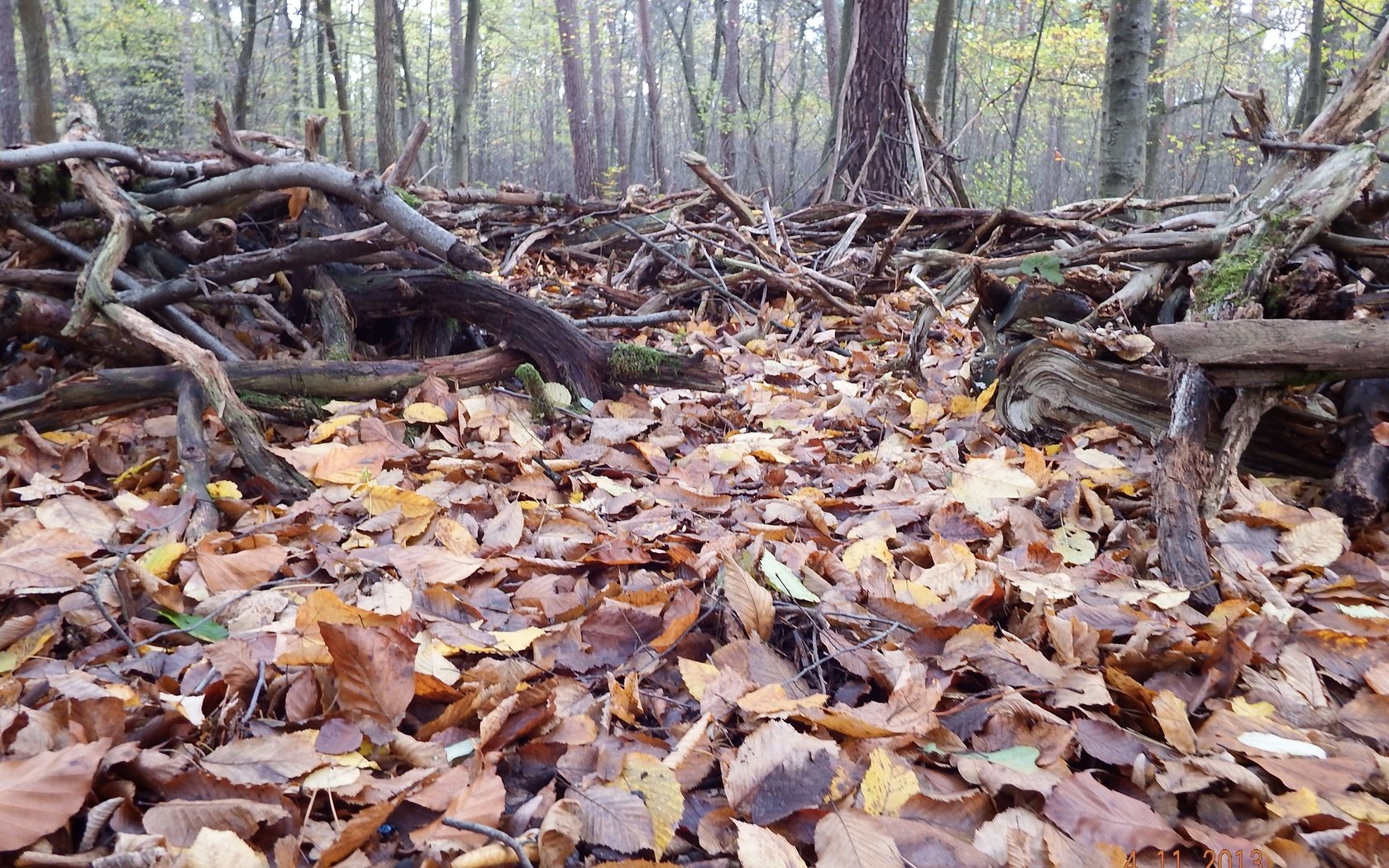 Обои деревья, лес, листья, листва, осень, trees, forest, leaves, foliage, autumn разрешение 4608x3456 Загрузить