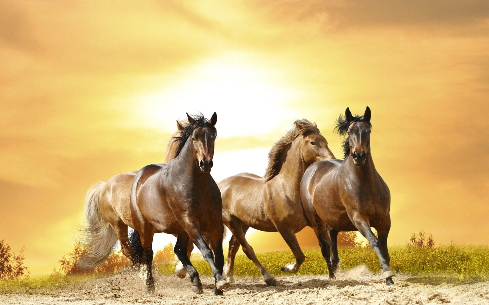 Обои лошадь, песок, лошади, пыль, грива, бег, хвост, скакун, рысак, horse, sand, dust, mane, running, tail, trotter разрешение 1920x1080 Загрузить