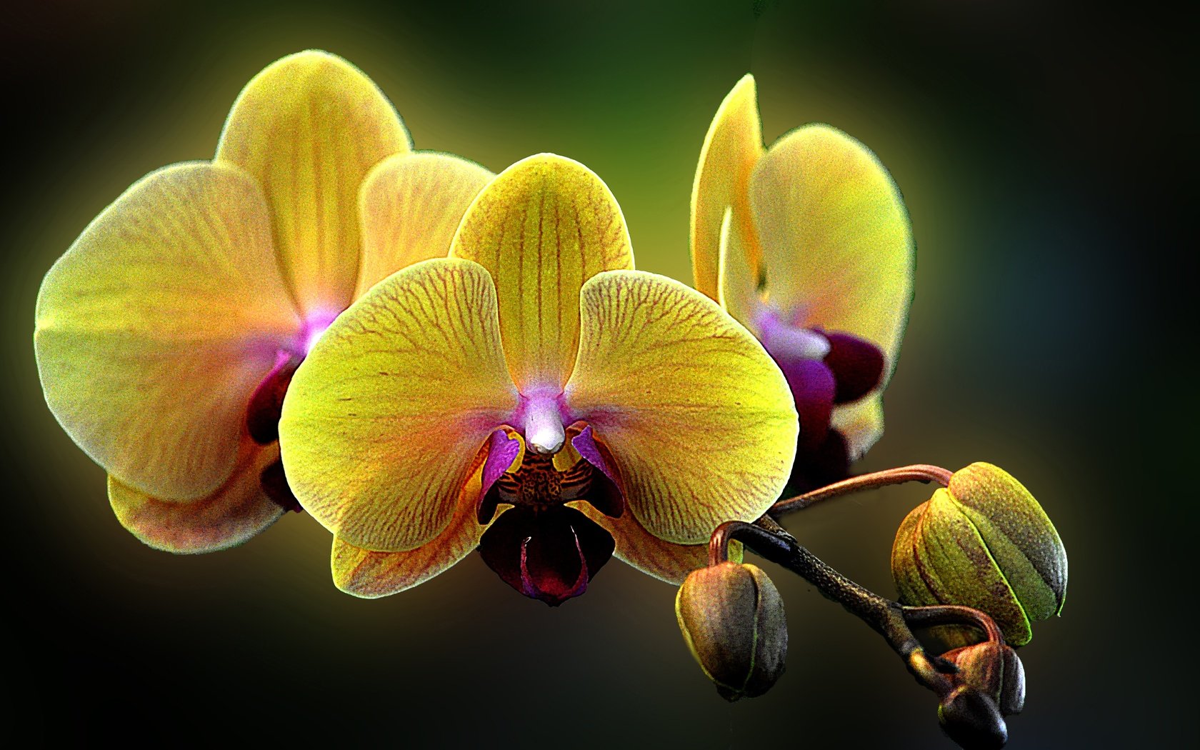 Обои цветы, макро, орхидея, фаленопсис, flowers, macro, orchid, phalaenopsis разрешение 4288x2848 Загрузить