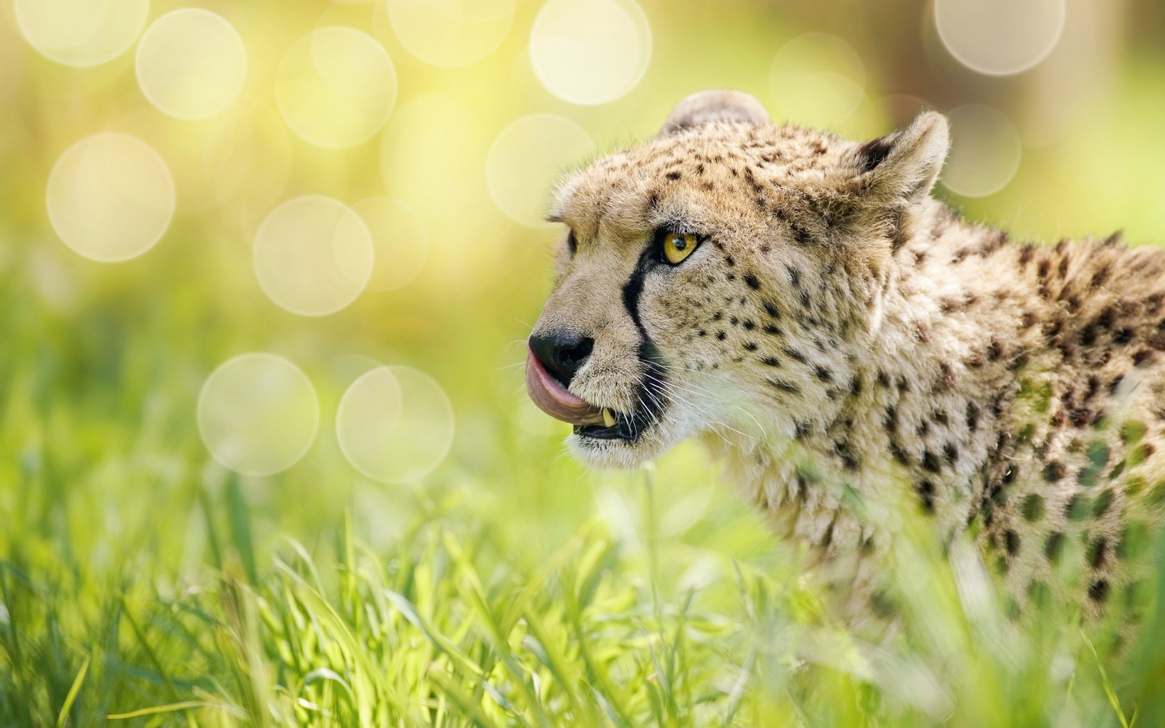 Обои морда, трава, блики, гепард, дикая кошка, боке, face, grass, glare, cheetah, wild cat, bokeh разрешение 5605x3742 Загрузить