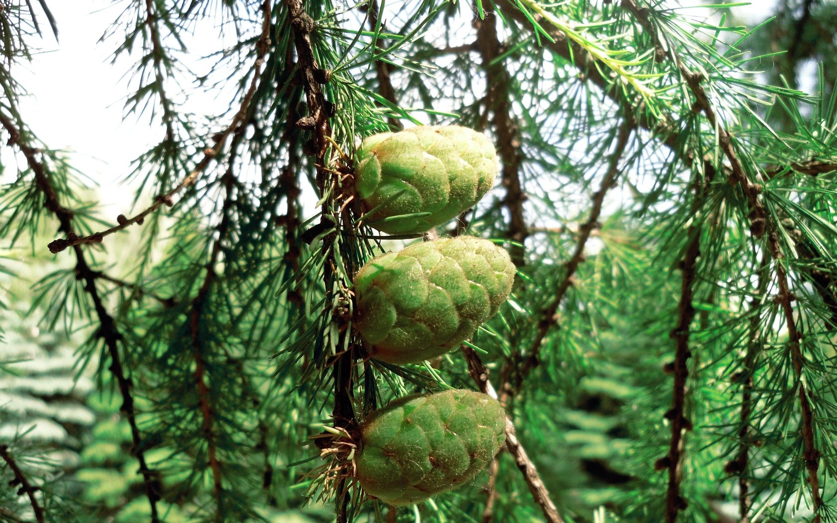 Обои природа, макро, ветки, ель, шишки, лиственница, nature, macro, branches, spruce, bumps, larch разрешение 3648x2736 Загрузить