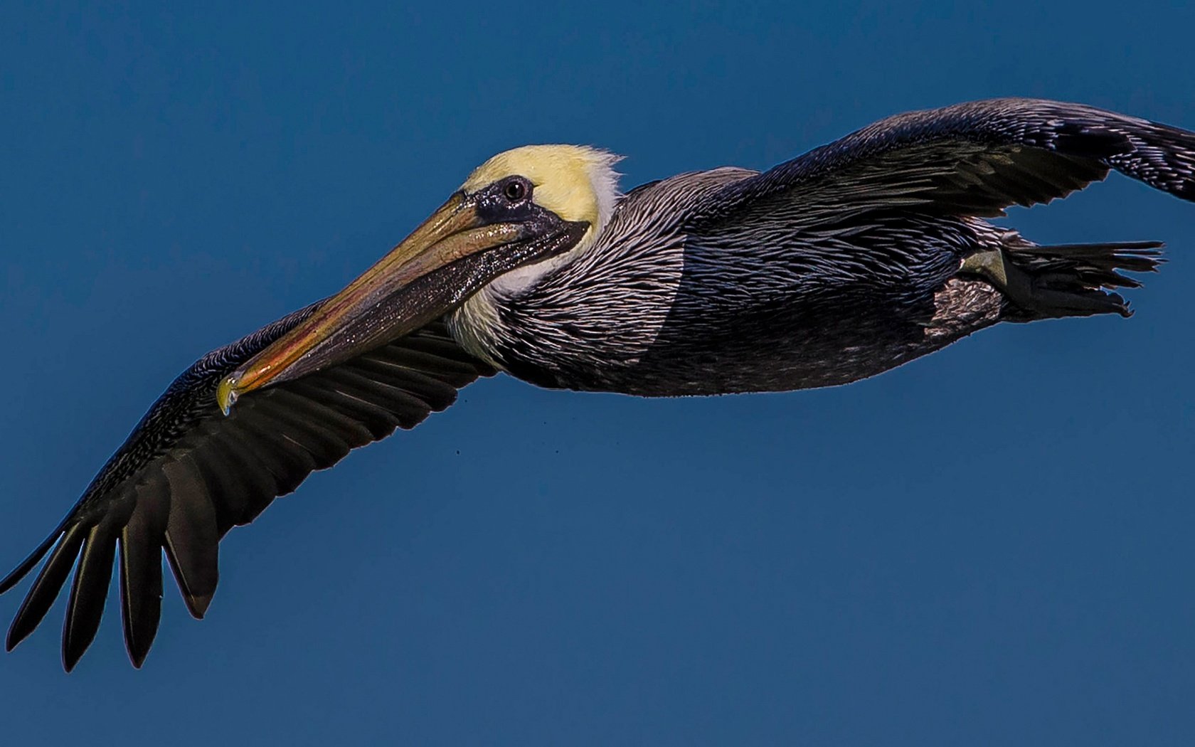 Обои небо, полет, крылья, птица, клюв, пеликан, the sky, flight, wings, bird, beak, pelican разрешение 2048x1152 Загрузить