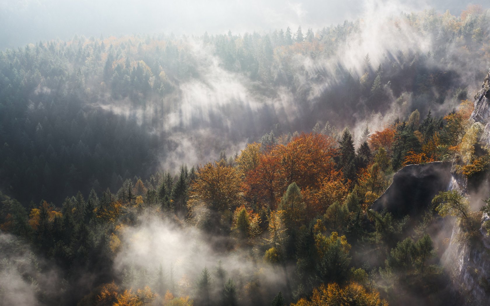 Обои деревья, горы, лес, туман, осень, ущелье, trees, mountains, forest, fog, autumn, gorge разрешение 4000x2667 Загрузить