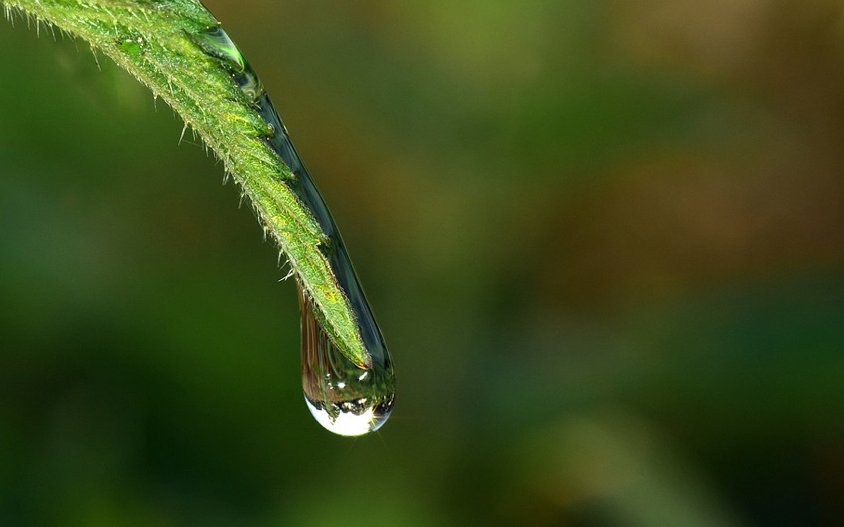 Обои трава, вода, природа, роса, капля, стебель, grass, water, nature, rosa, drop, stem разрешение 4000x2346 Загрузить