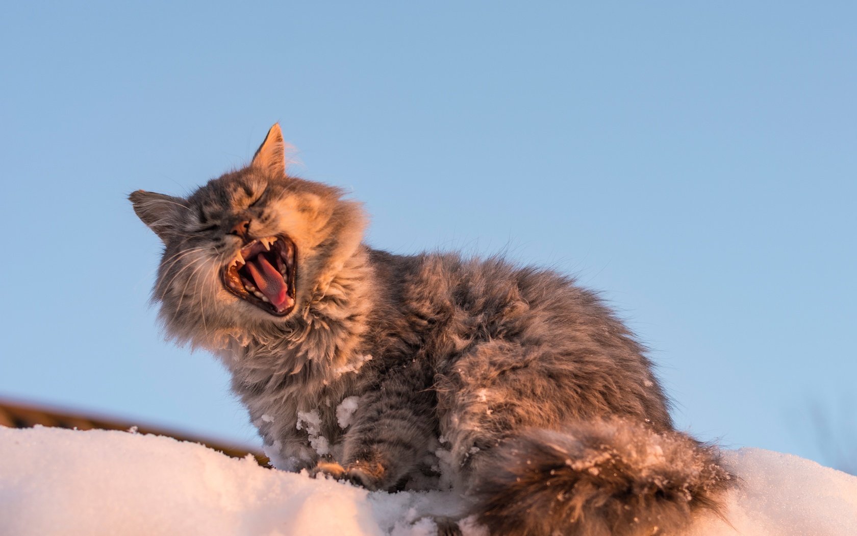 Обои снег, кот, мордочка, кошка, зевает, snow, cat, muzzle, yawns разрешение 3189x2289 Загрузить