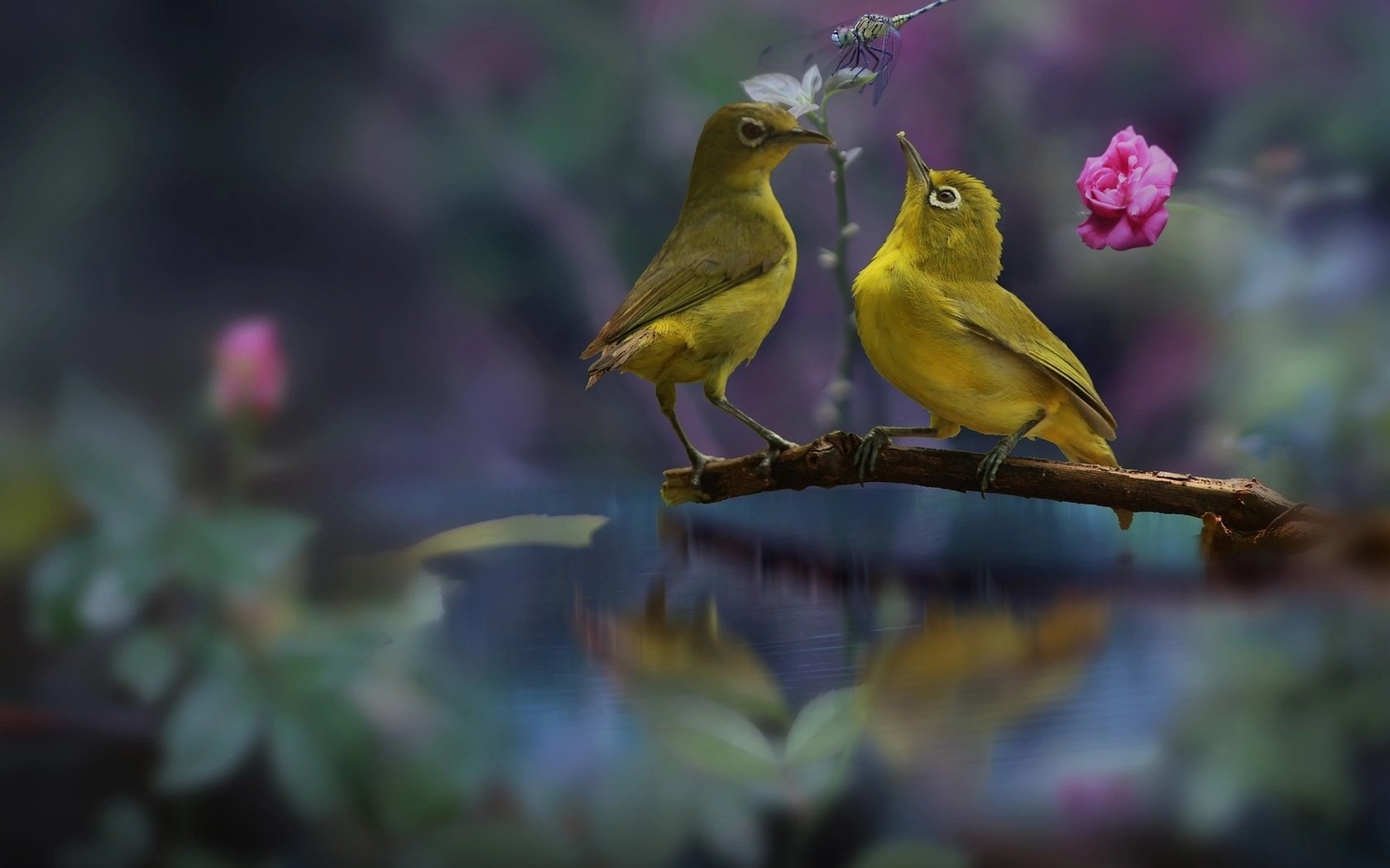 Обои птички, белоглазки, birds, the white-eye разрешение 1920x1200 Загрузить