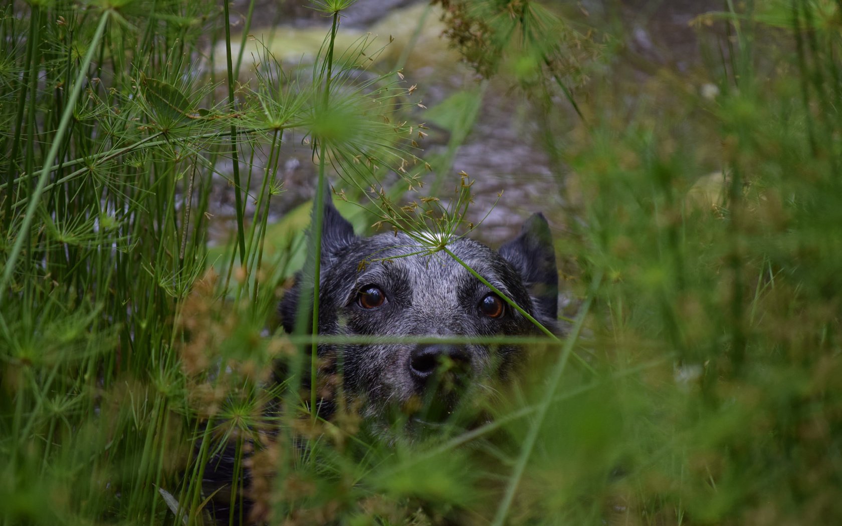 Обои морда, трава, собака, животное, австралийская пастушья, face, grass, dog, animal, australian cattle разрешение 2048x1365 Загрузить