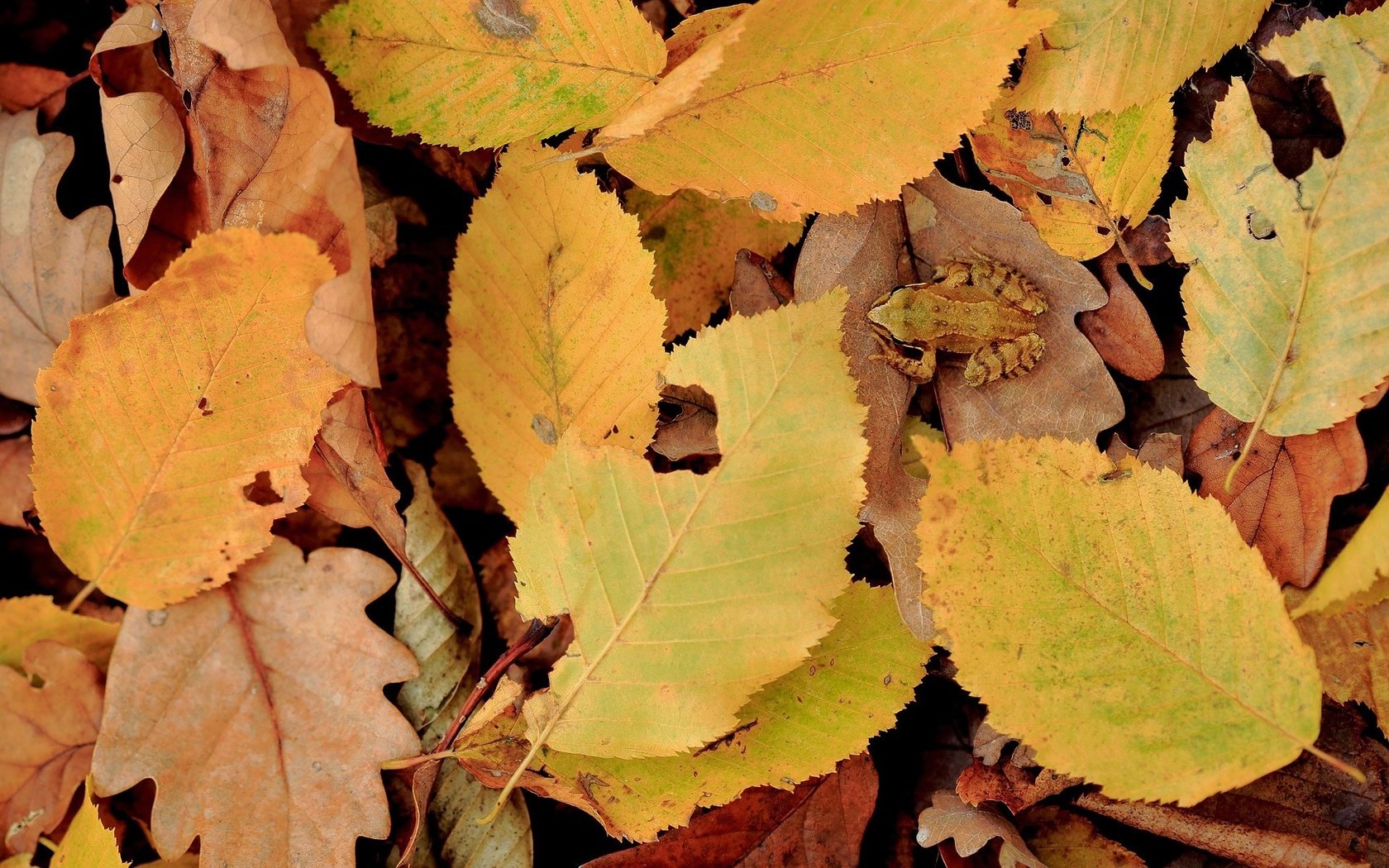 Обои природа, листья, осень, лягушка, желтые листья, nature, leaves, autumn, frog, yellow leaves разрешение 1920x1200 Загрузить