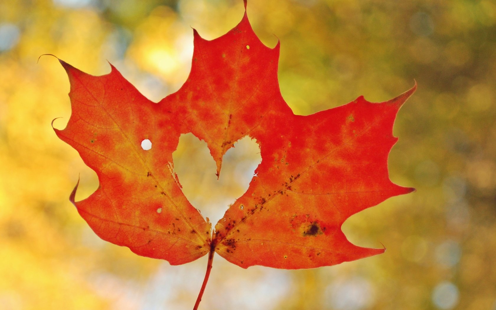 Обои осень, лист, сердце, любовь, кленовый лист, боке, autumn, sheet, heart, love, maple leaf, bokeh разрешение 2830x2081 Загрузить