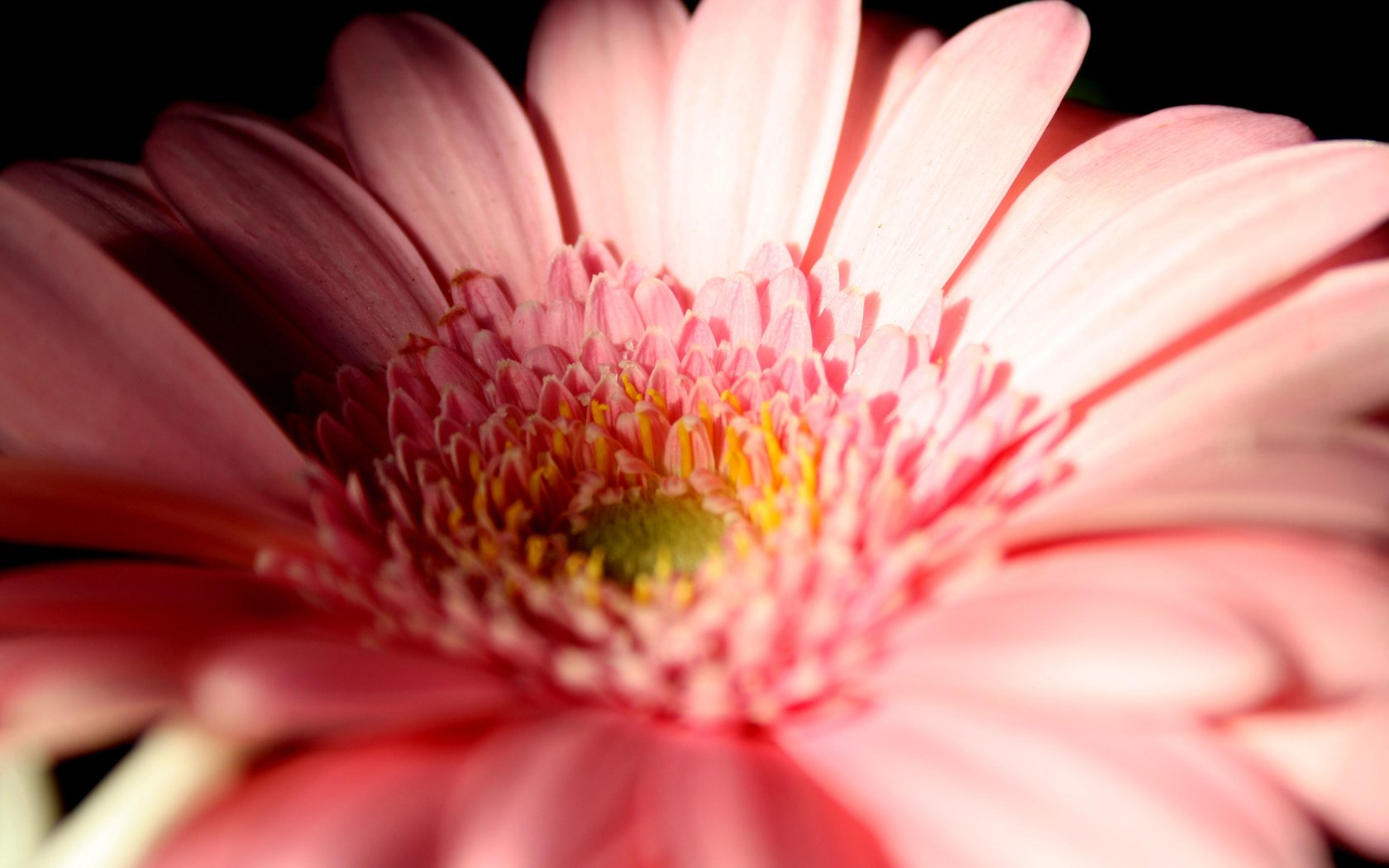 Обои макро, цветок, лепестки, гербера, macro, flower, petals, gerbera разрешение 3888x2592 Загрузить