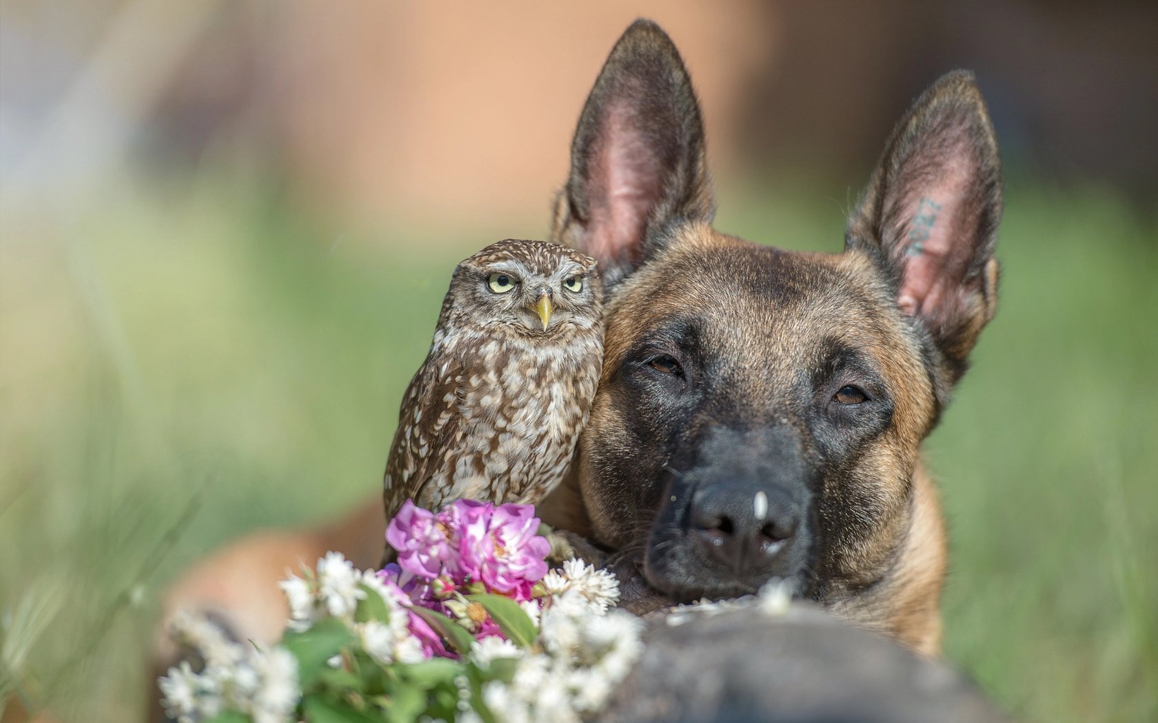 Обои морда, цветы, сова, собака, птица, животное, пес, овчарка, tanja brandt, face, flowers, owl, dog, bird, animal, shepherd разрешение 2048x1360 Загрузить