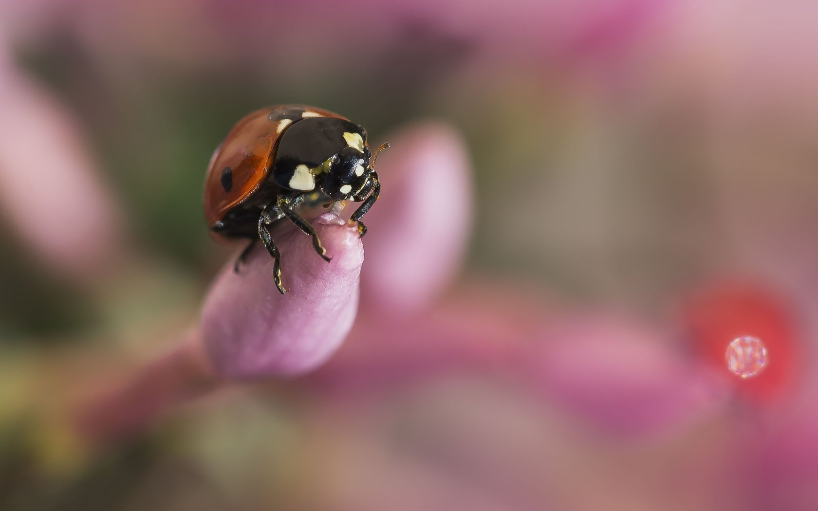 Обои бутоны, жук, макро, насекомое, божья коровка, размытость, buds, beetle, macro, insect, ladybug, blur разрешение 4391x2932 Загрузить