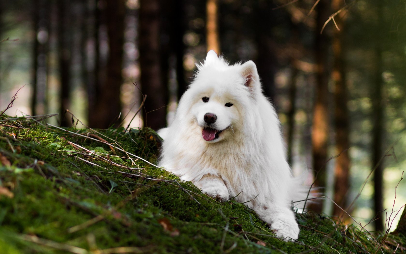 Обои природа, лес, собака, язык, боке, самоед, nature, forest, dog, language, bokeh, samoyed разрешение 2112x1188 Загрузить