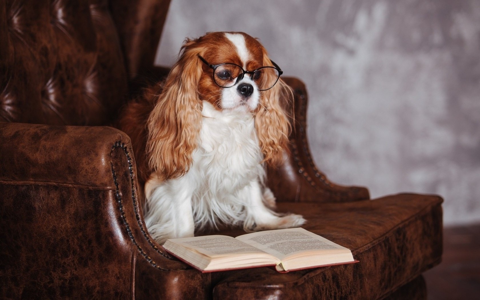 Обои очки, собака, кресло, книга, спаниель, кавалер кинг чарльз спаниель, glasses, dog, chair, book, spaniel, the cavalier king charles spaniel разрешение 1920x1080 Загрузить