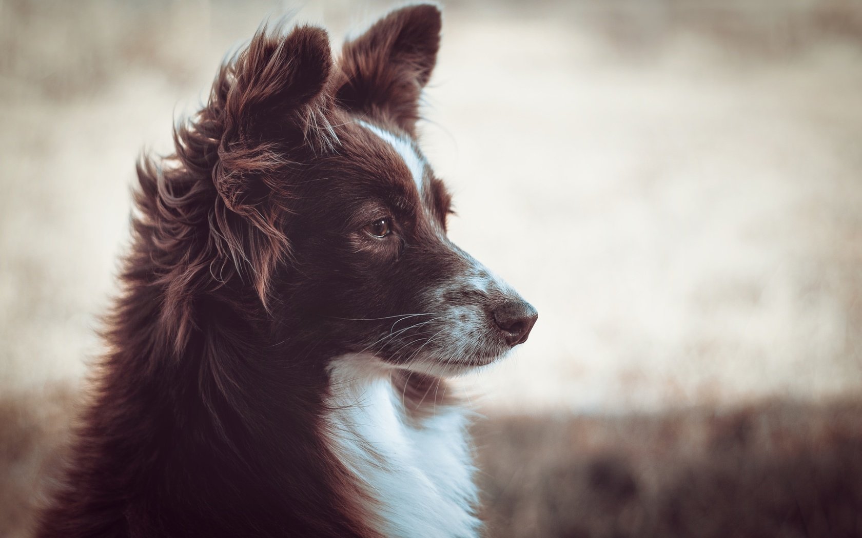 Обои мордочка, взгляд, собака, профиль, бордер-колли, muzzle, look, dog, profile, the border collie разрешение 1920x1280 Загрузить