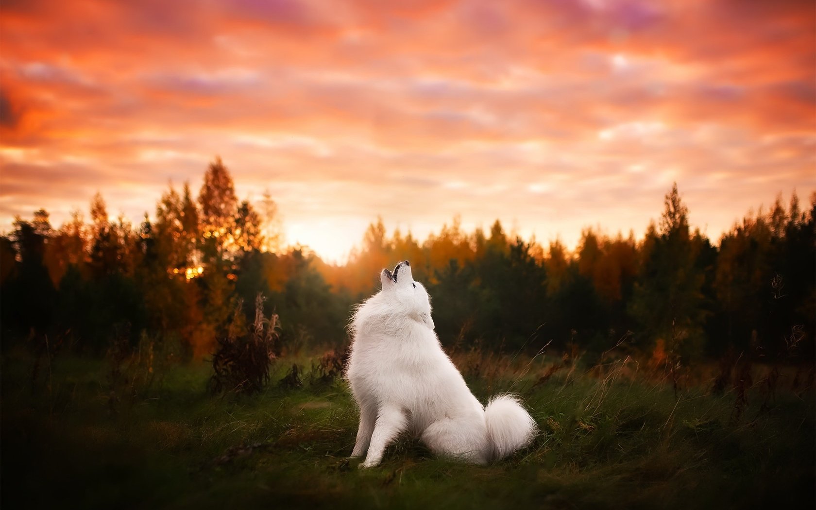 Обои природа, закат, собака, друг, самоед, самоедская лайка, nature, sunset, dog, each, samoyed, samoyed husky разрешение 2048x1365 Загрузить